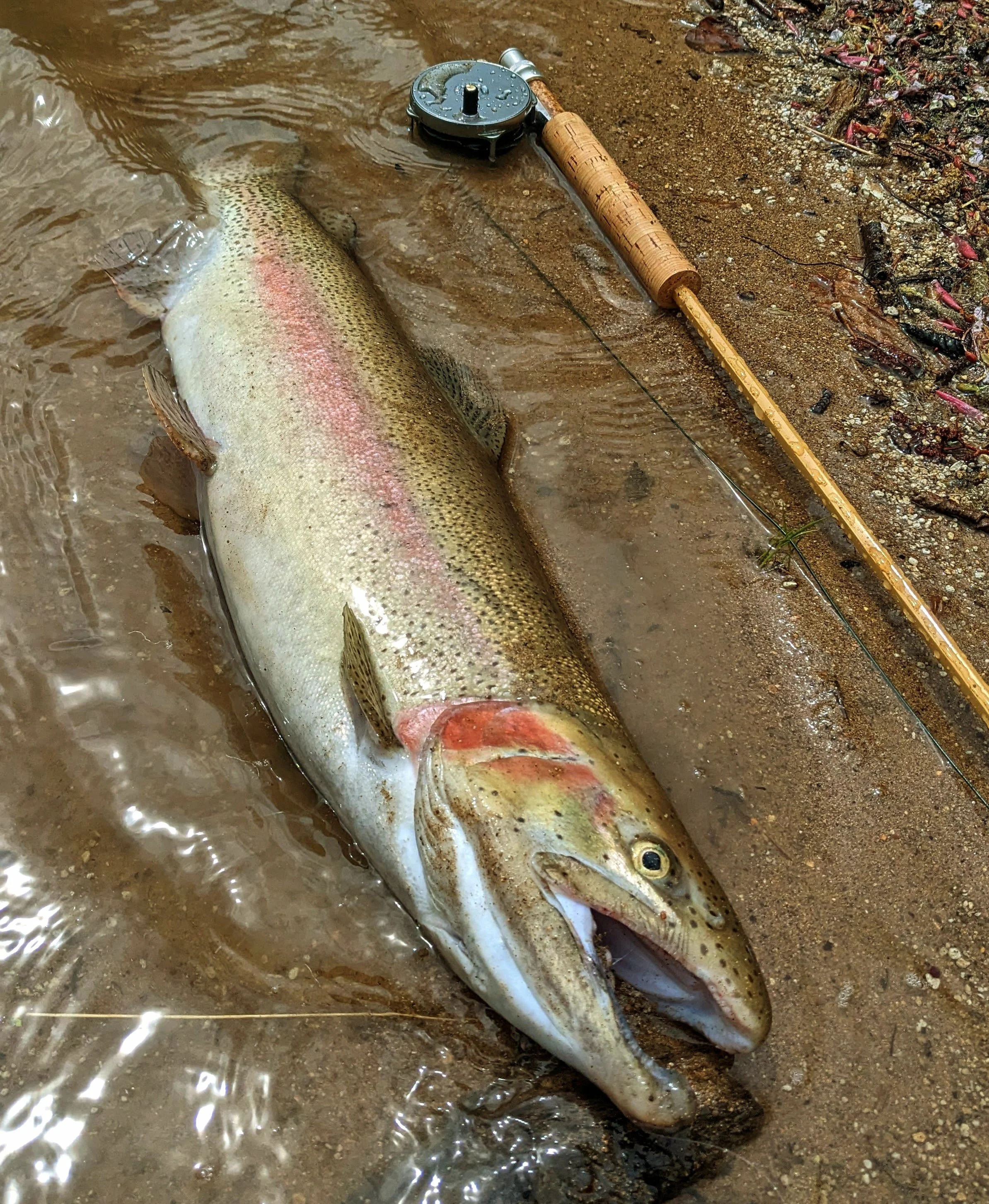 Caught rainbow trout lying on a sandy bank near water, with a fishing reel and rod nearby.
