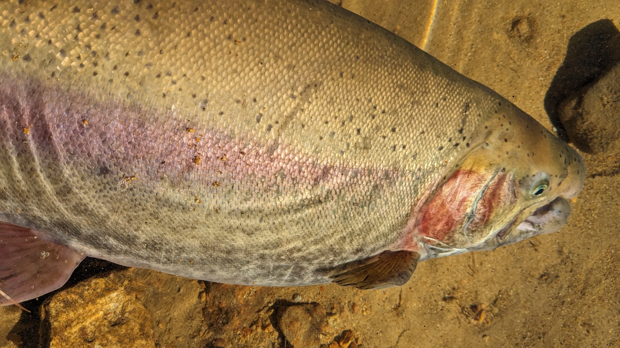 Close-up of a fish lying on a sandy surface, showing scales, fins, and part of its head with visible eye.