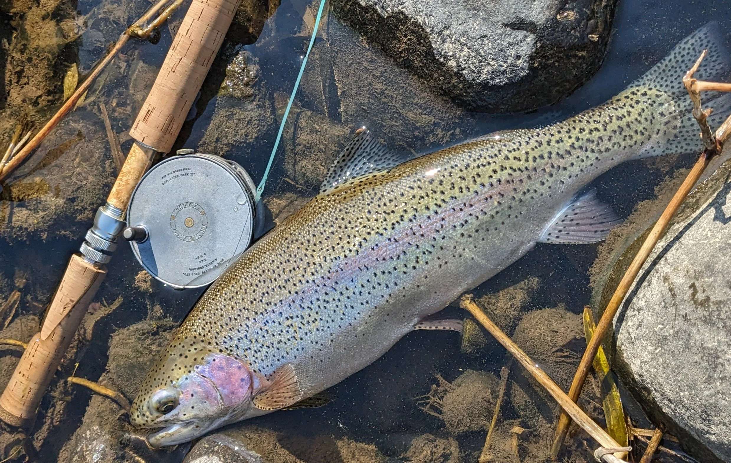 A fish, likely a rainbow trout, lying on wet dark rocks with some sticks and a fishing reel nearby.