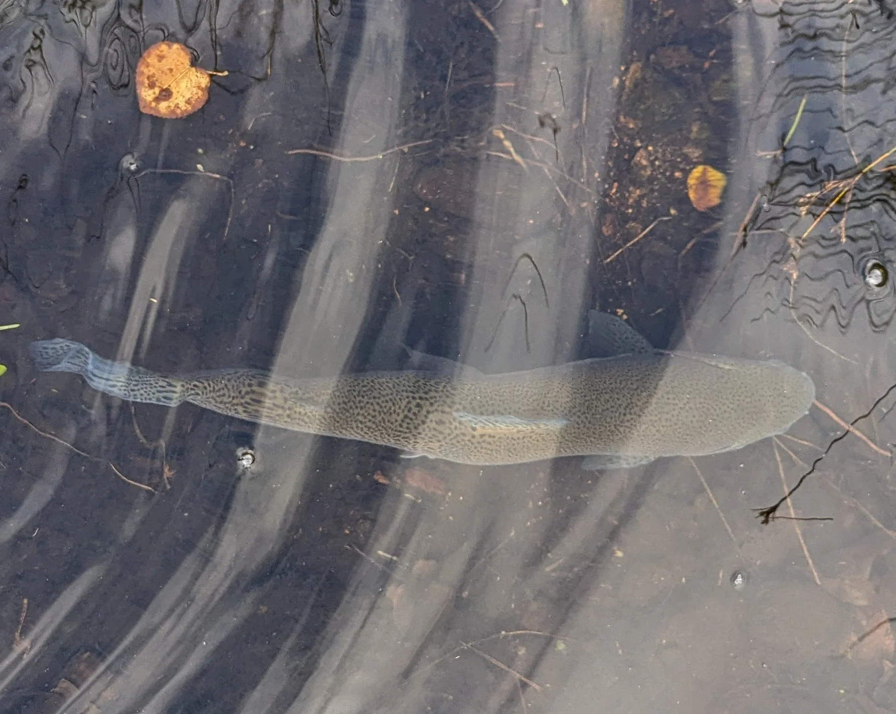 A fish with a light-colored body and dark spots swimming underwater among mud, twigs, and fallen leaves.