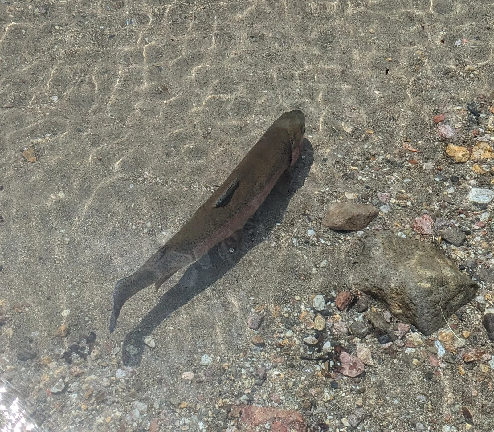 A fish lying on sandy ground with small rocks and pebbles, casting a shadow on the surface.