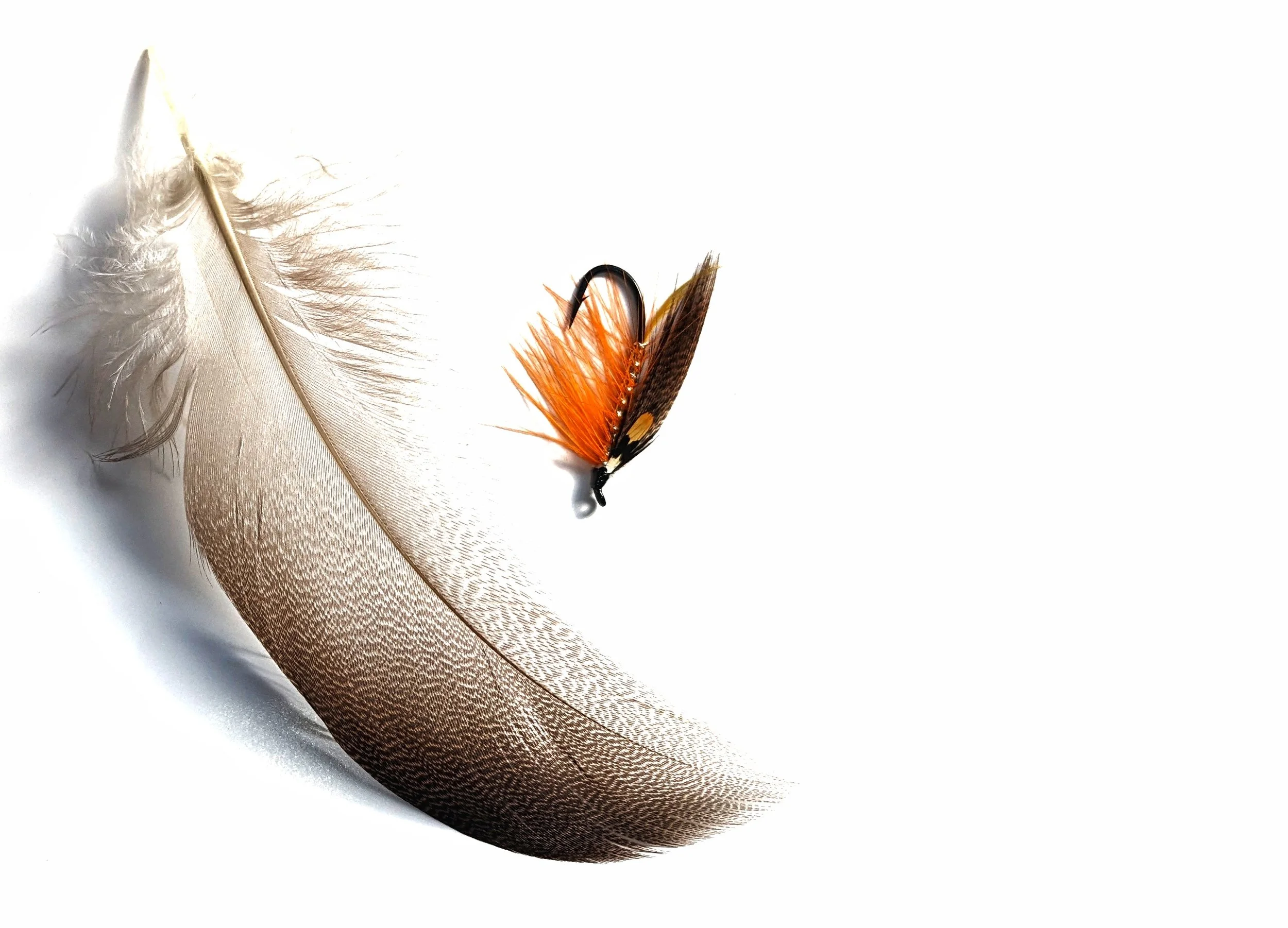 A beige feather with a brown and orange feather with black speckles on a white background.