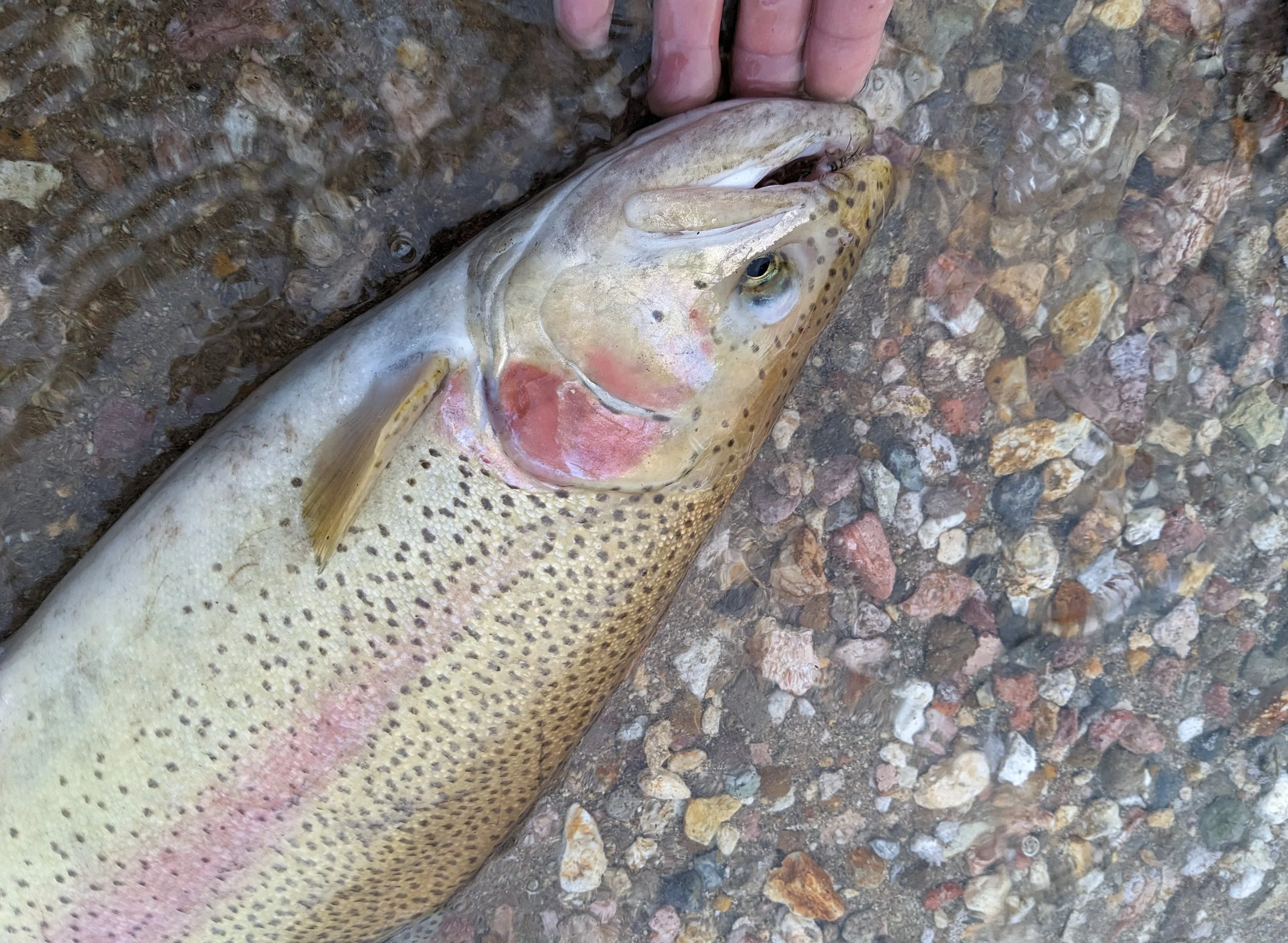 A person holding a freshly caught fish on a rocky surface, with water nearby.