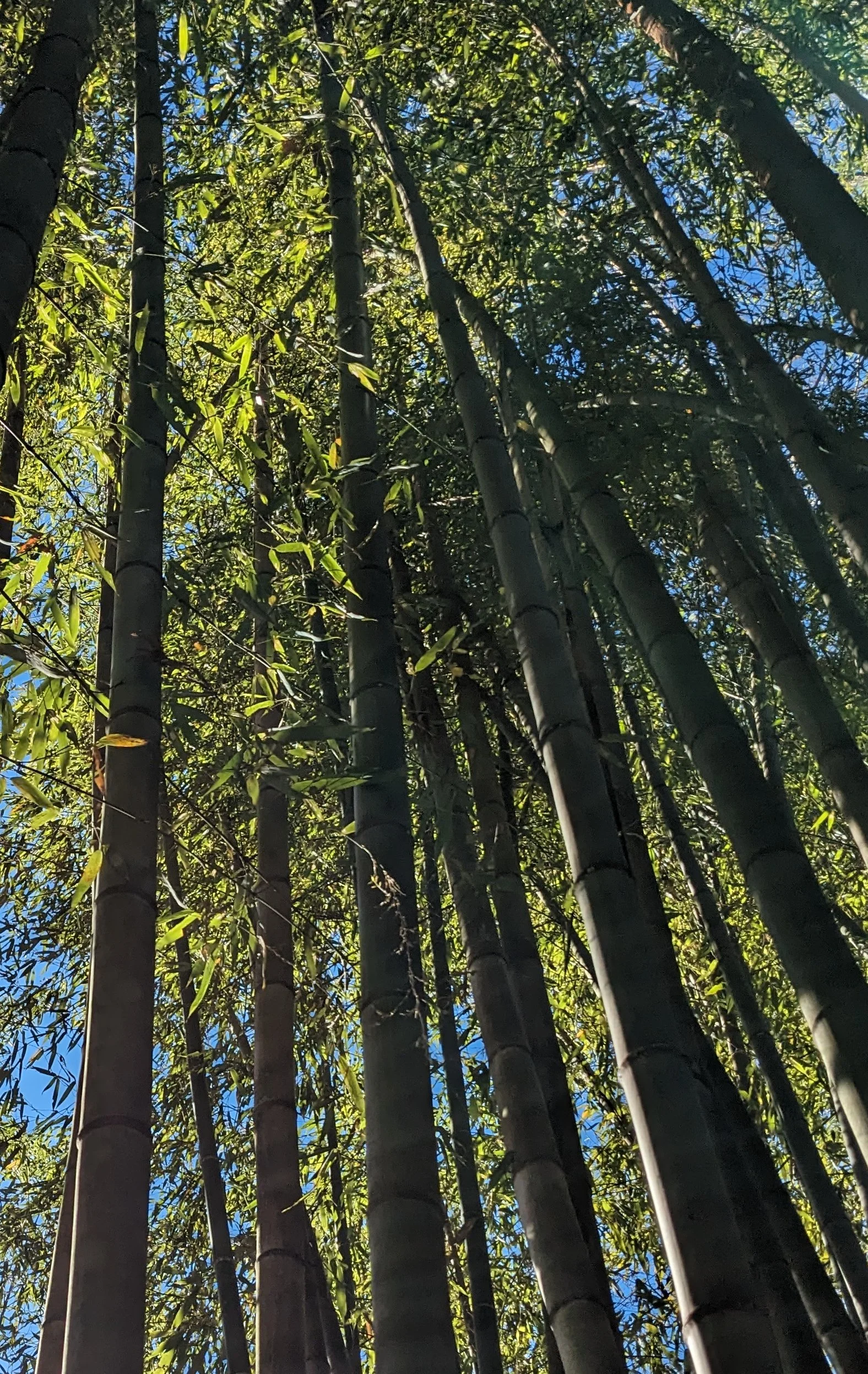 Looking up at tall bamboo stalks and green foliage with a clear blue sky visible through the leaves.