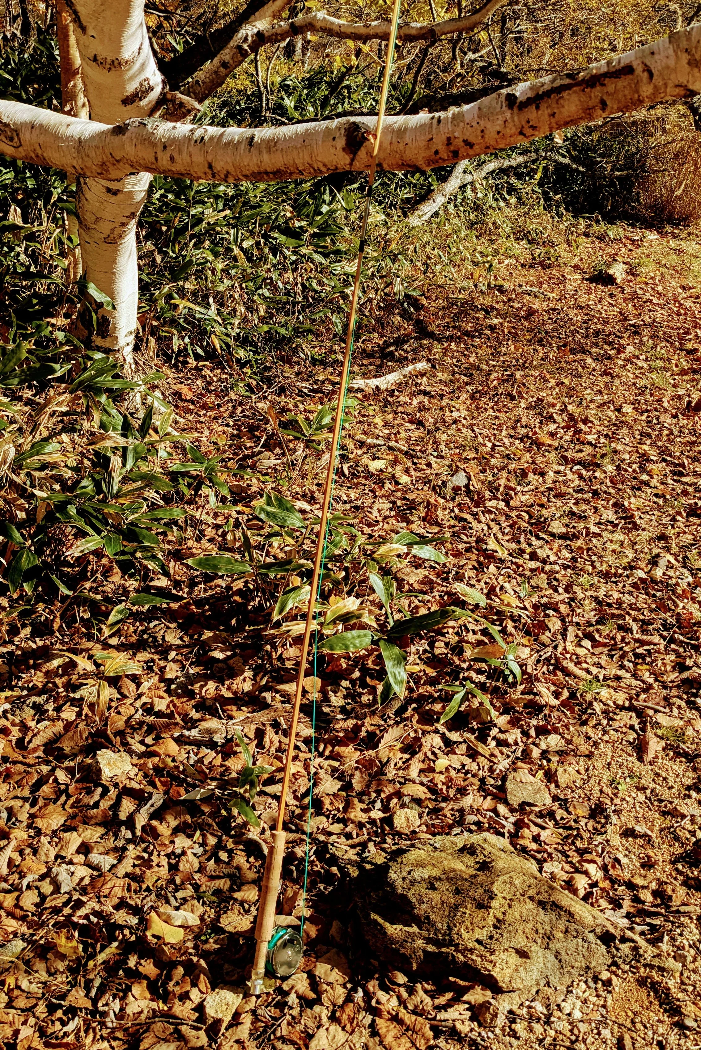 A set of colorful fishing floats hanging from a tree branch in a wooded area with dry leaves on the ground.