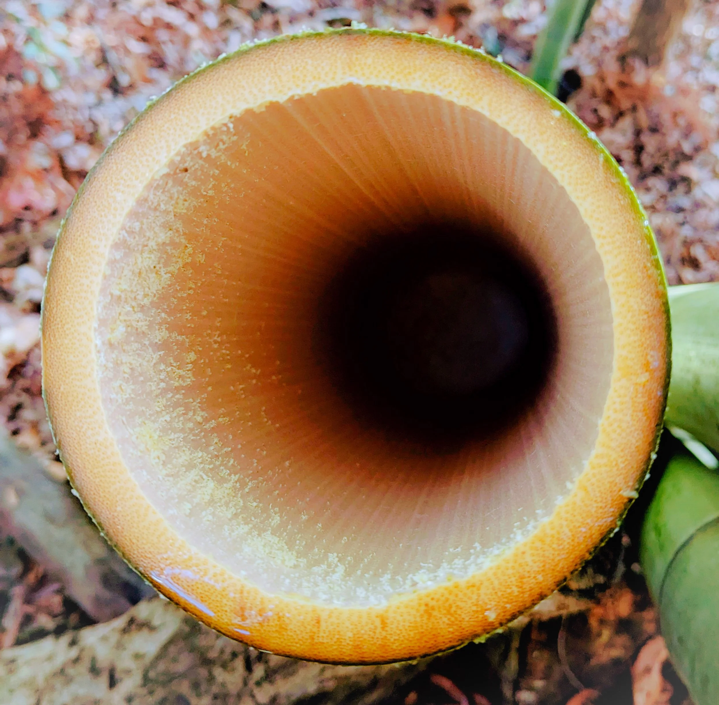 Close-up of a yellow-orange mushroom with a rounded cap, growing in soil among small rocks and plant debris.