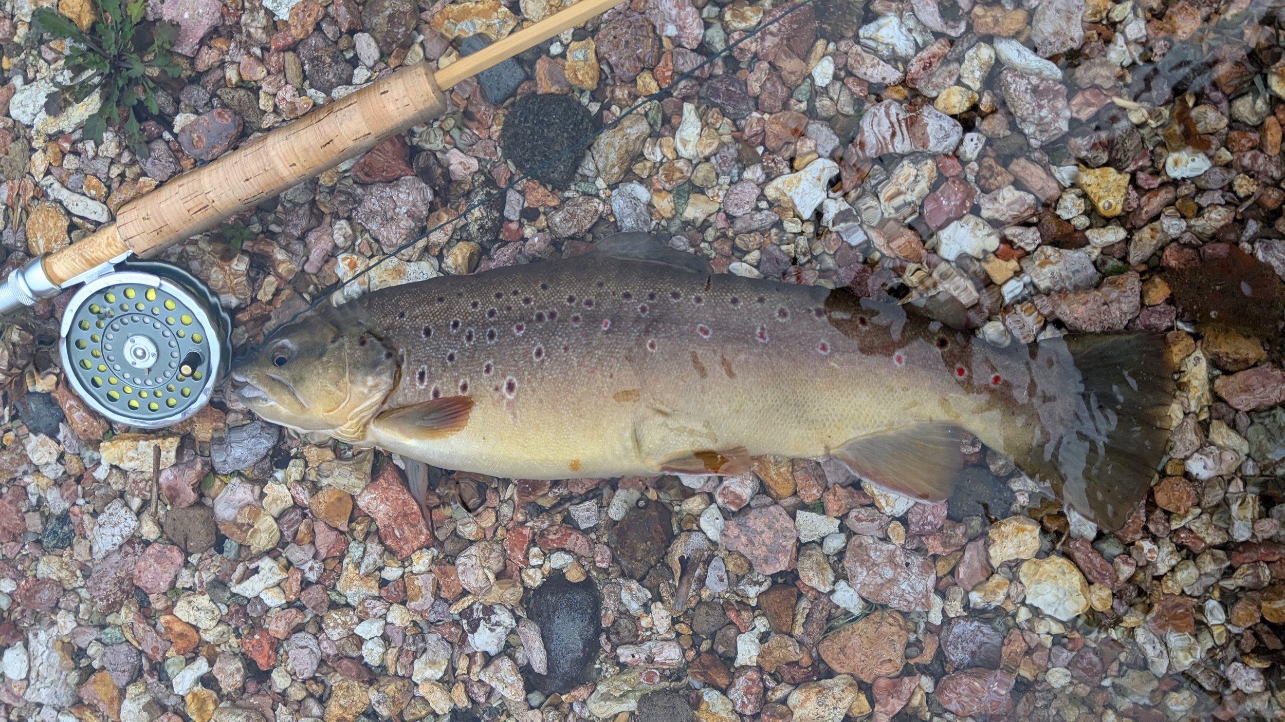 A freshly caught brown trout fish lying on a rocky riverbank next to a fishing rod with a spinning reel.