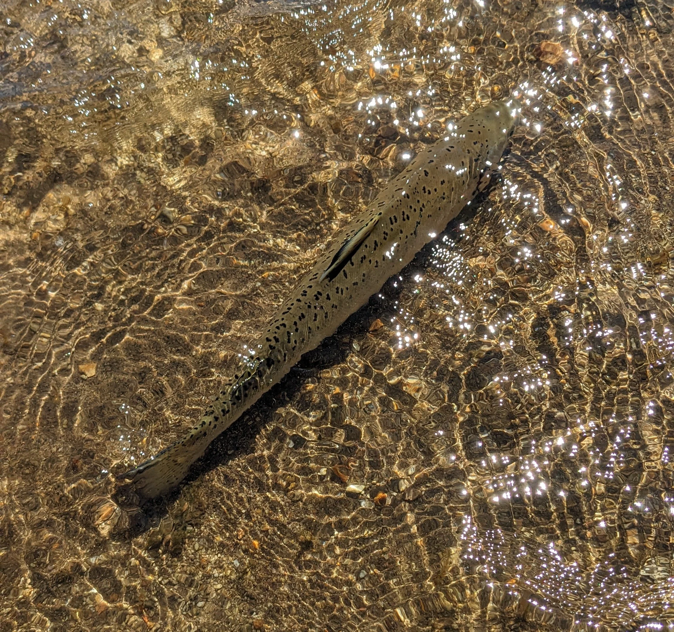 A close-up of a speckled fish in clear, shallow water with a textured sandy bottom, sunlight reflecting off the water's surface.
