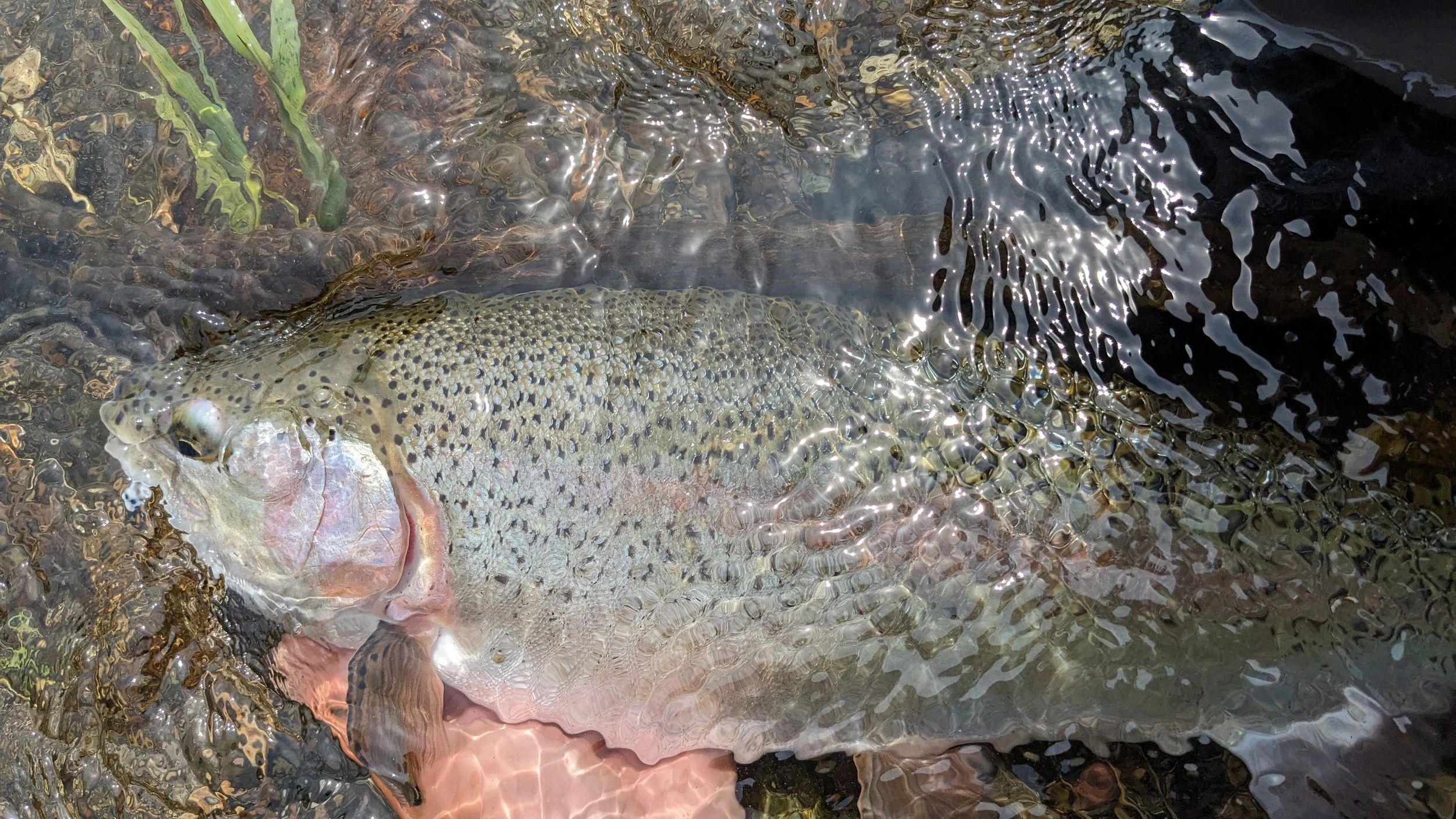A fish, likely a trout, floating in shallow water with a decomposed leaf nearby. The fish has a speckled pattern, and the water creates a shimmering effect.