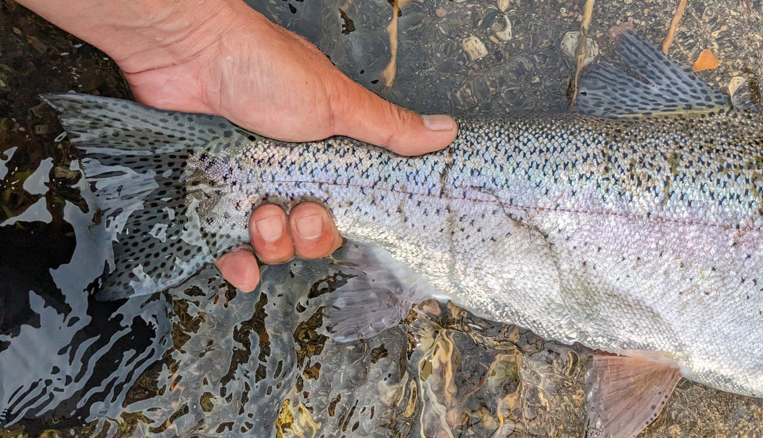 A person's hand holding a rainbow trout in shallow water, with pebbles and water visible.