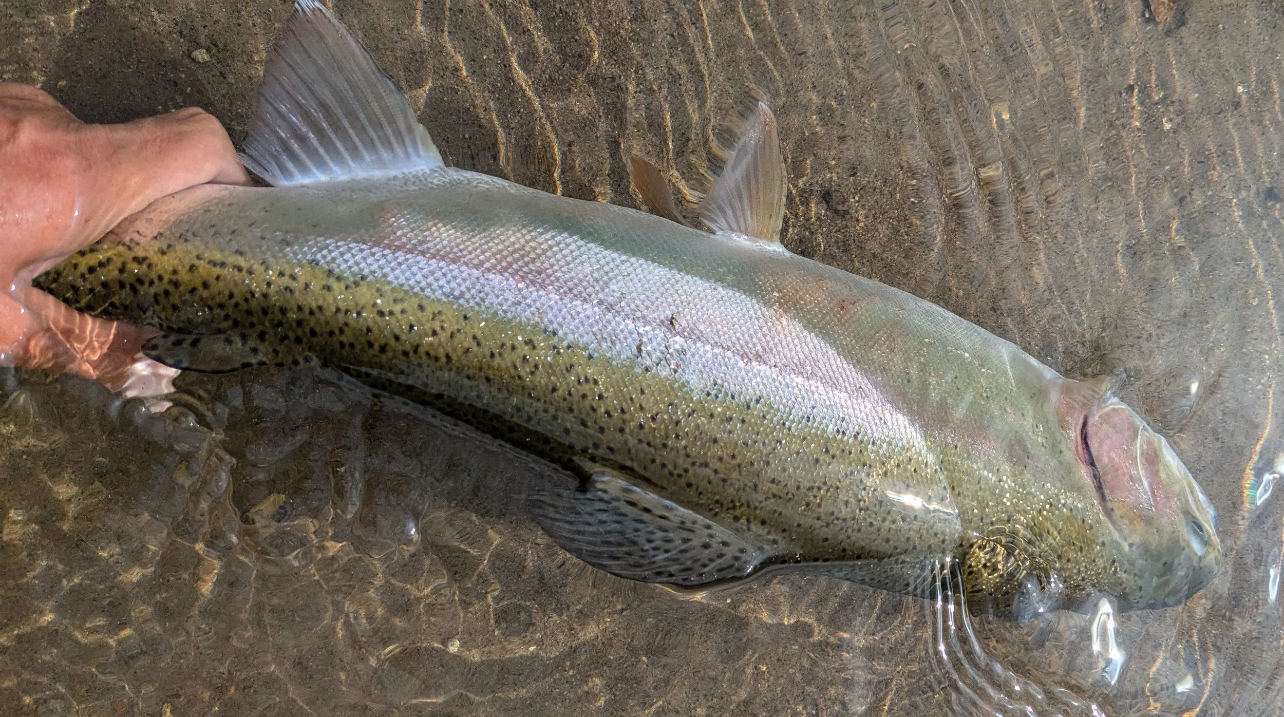 A person's hand holding a rainbow trout fish in shallow water.