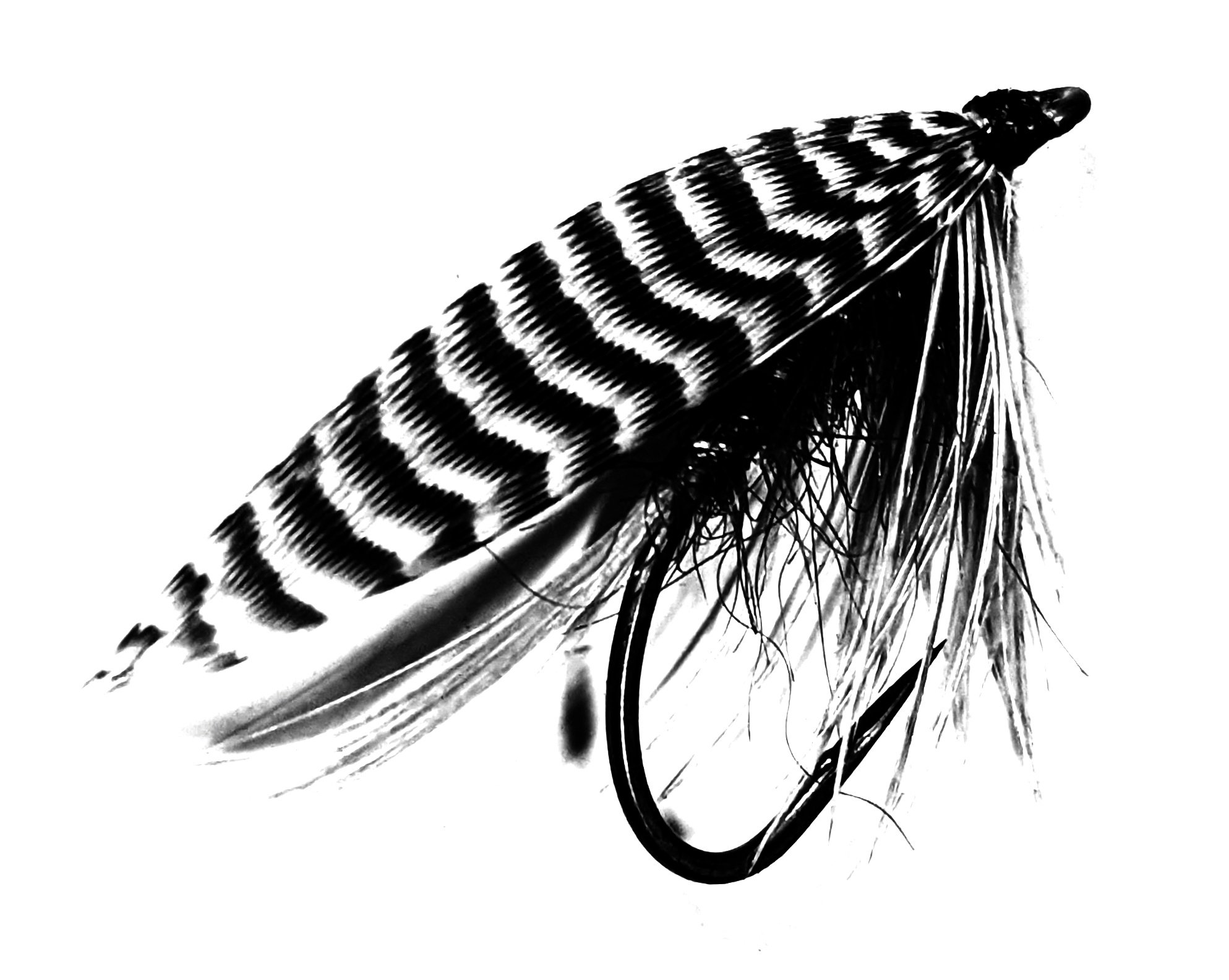 Close-up of a bird feather in black and white, showing detailed barbs and rachis.