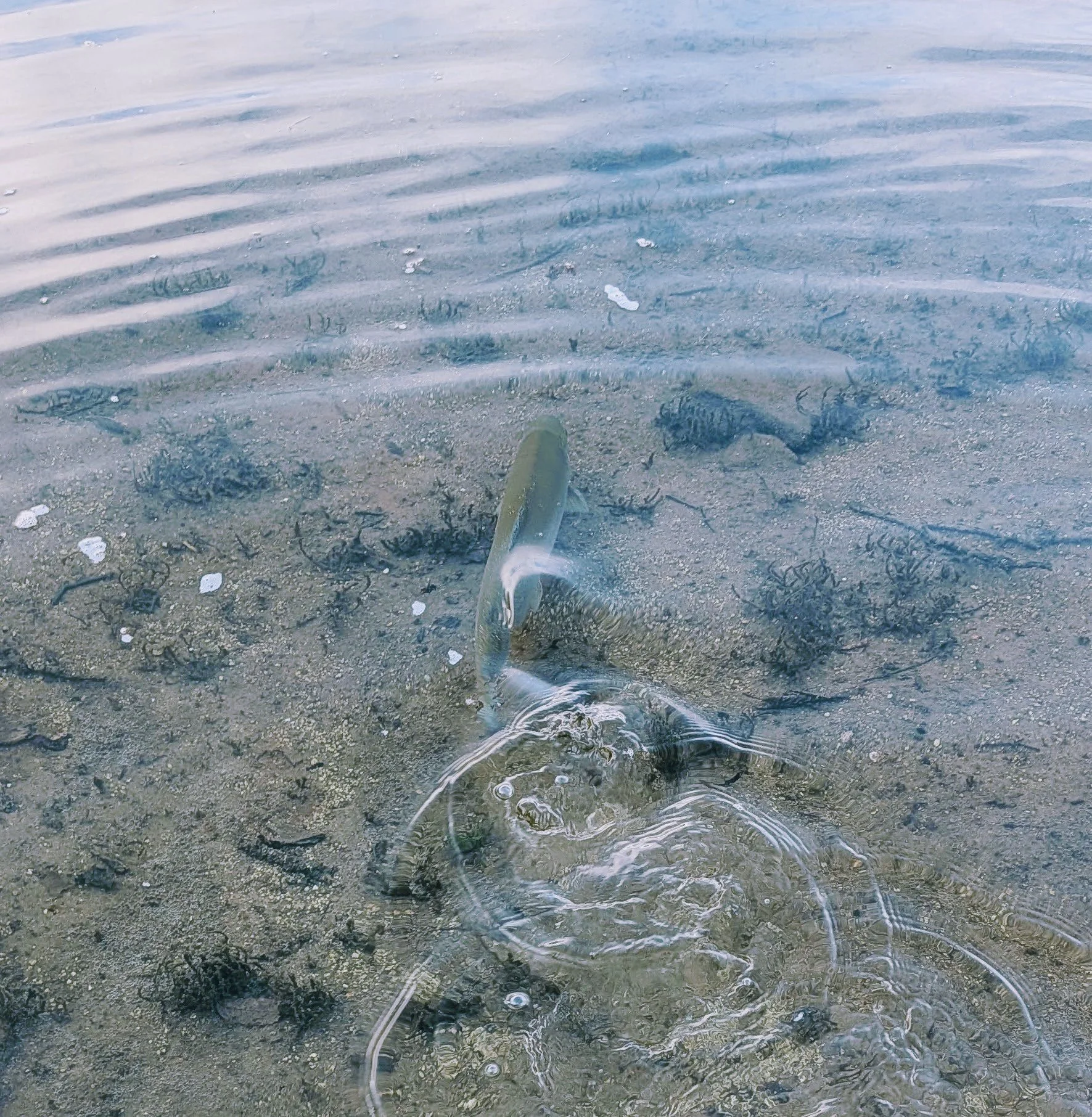A fish caught on a fishing line in shallow water on a sandy beach, with ripples on the water's surface.