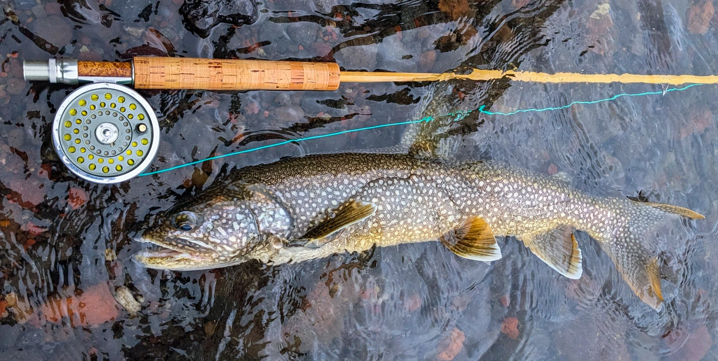 A fish caught while fly fishing, lying in shallow water with a fly fishing reel and rod next to it.
