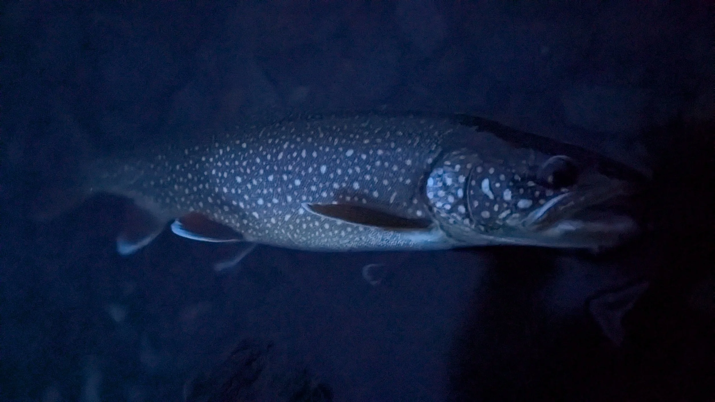 A spotted fish with white spots swimming in dark water.