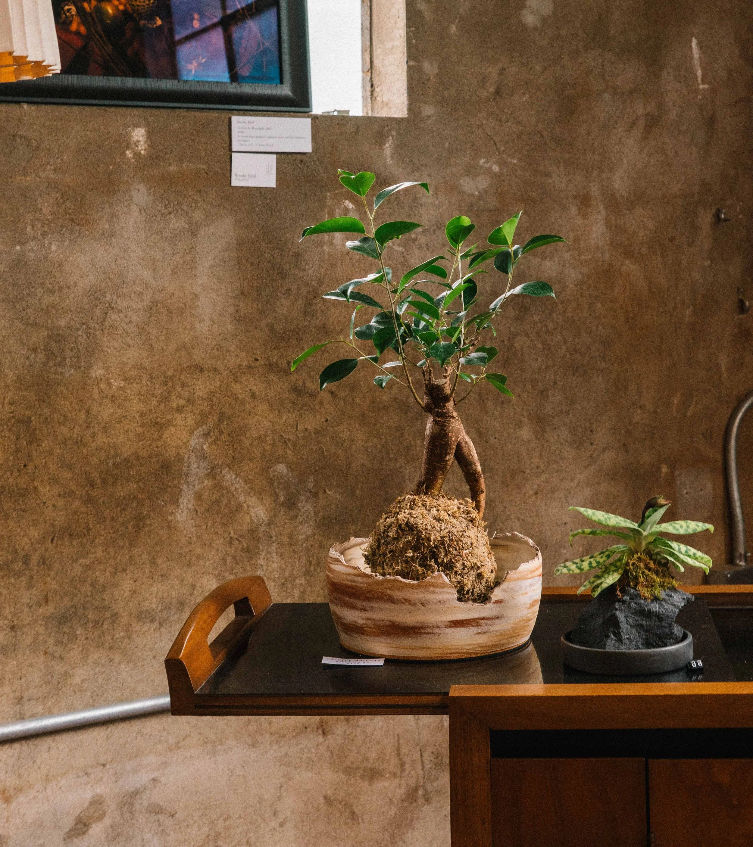 A Botanical Experience