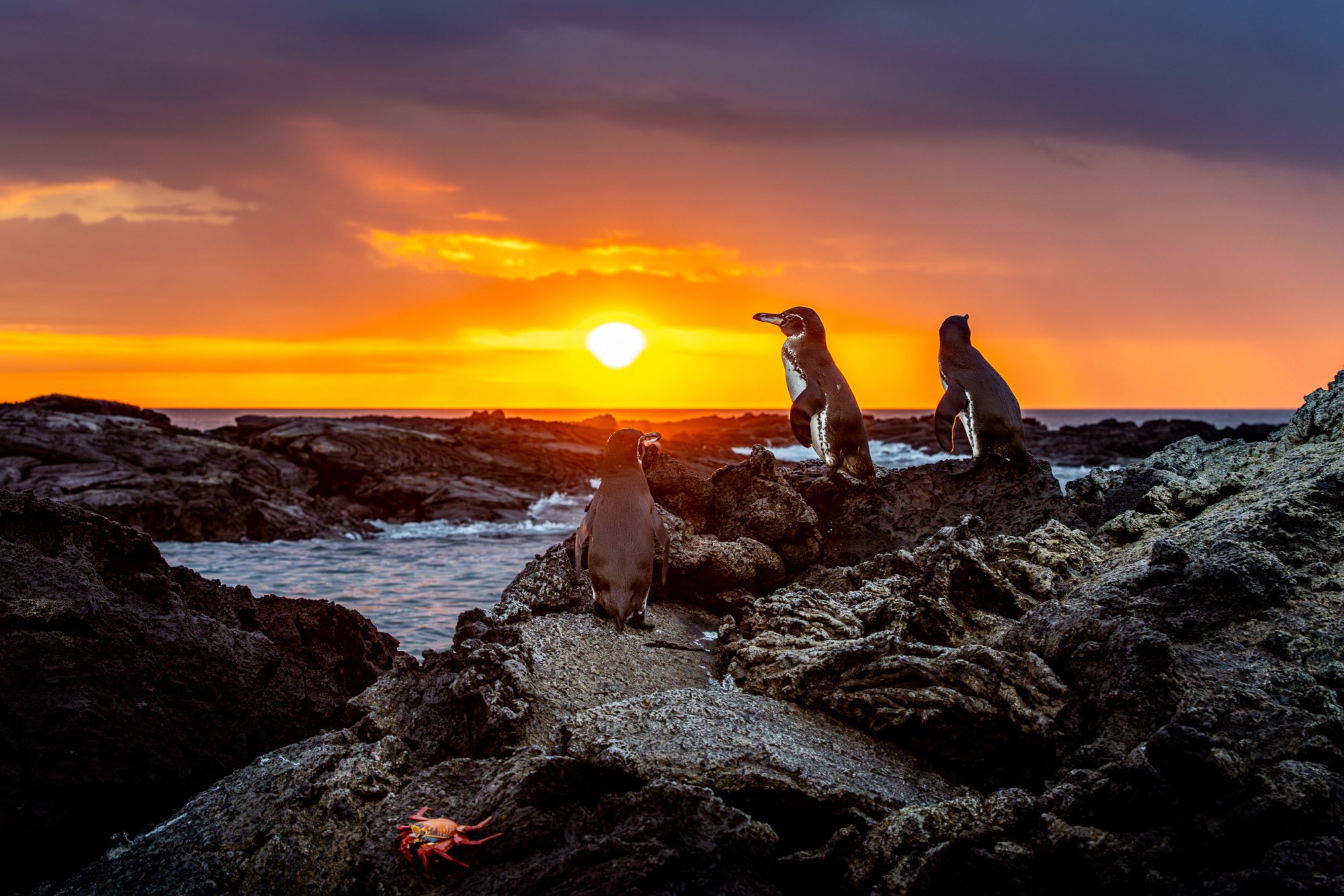 2026-05-10 [Wild Galapagos Luxe Photo Safari - Keenan Hursh] - Web Res-28.jpg