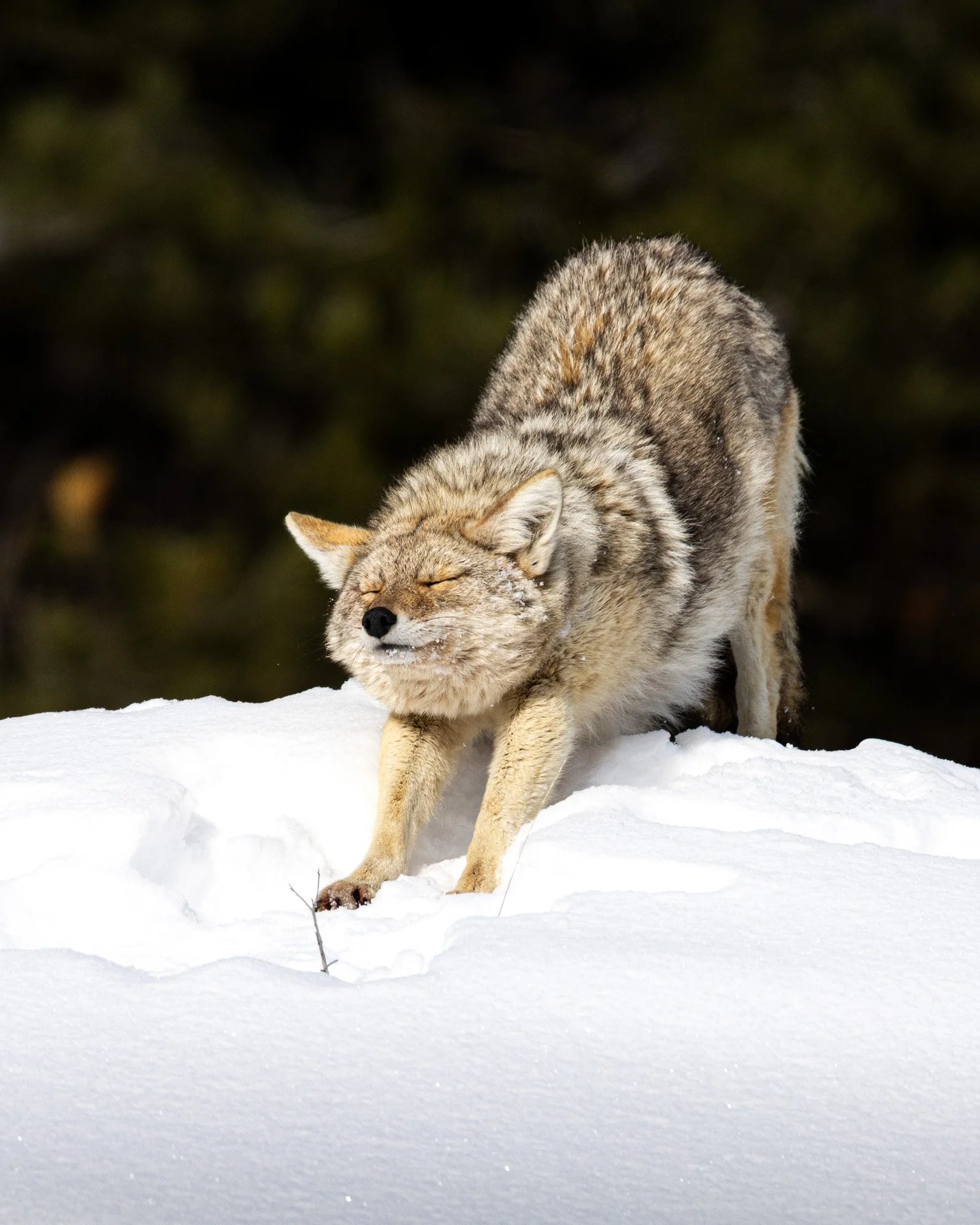2026-02-11 [Yellowstone in Winter - Keenan Hursh] - BOTH TRIPS - HiRes-47.jpg
