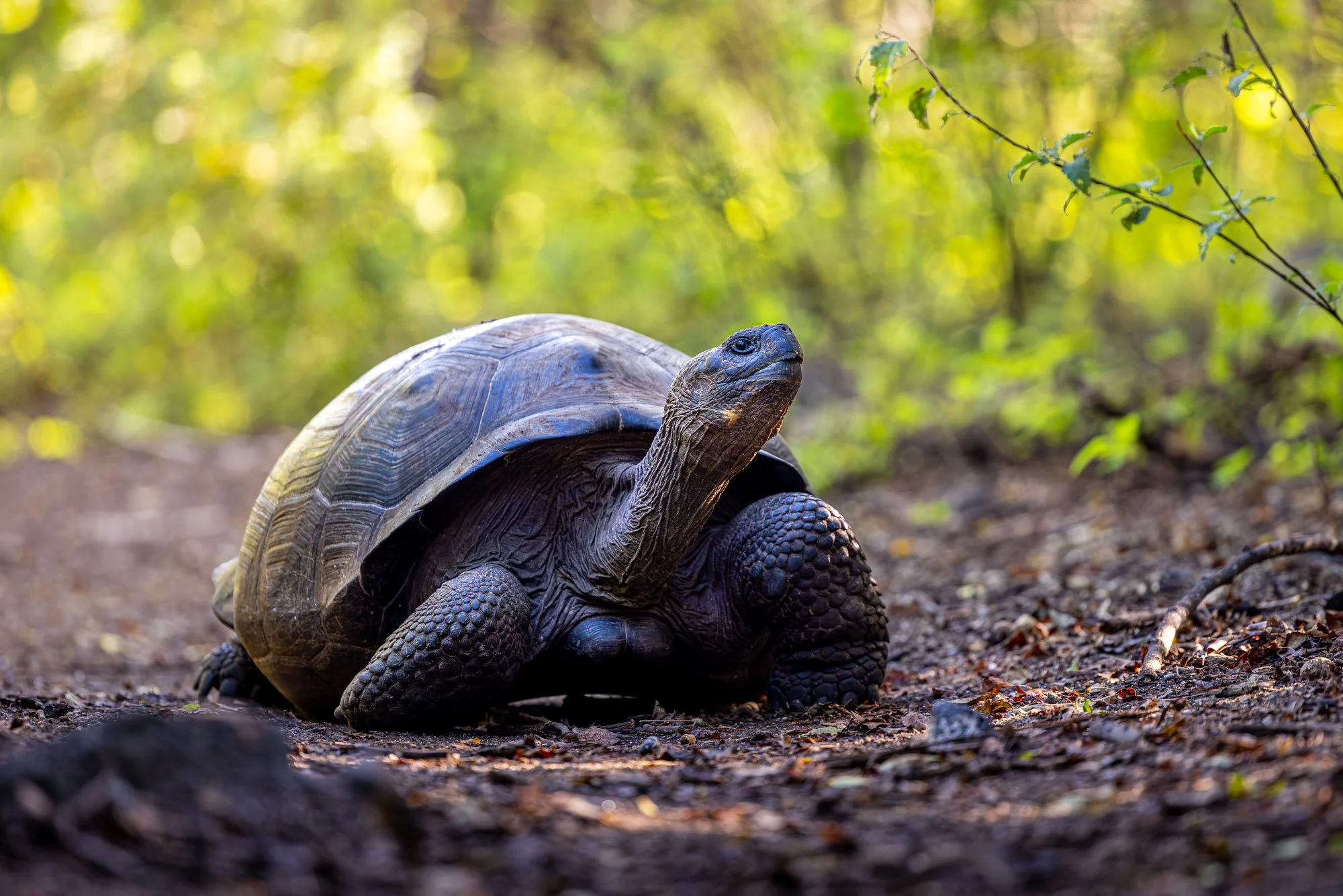 A large tortoise walking on dirt ground with green foliage and sunlight in the background.