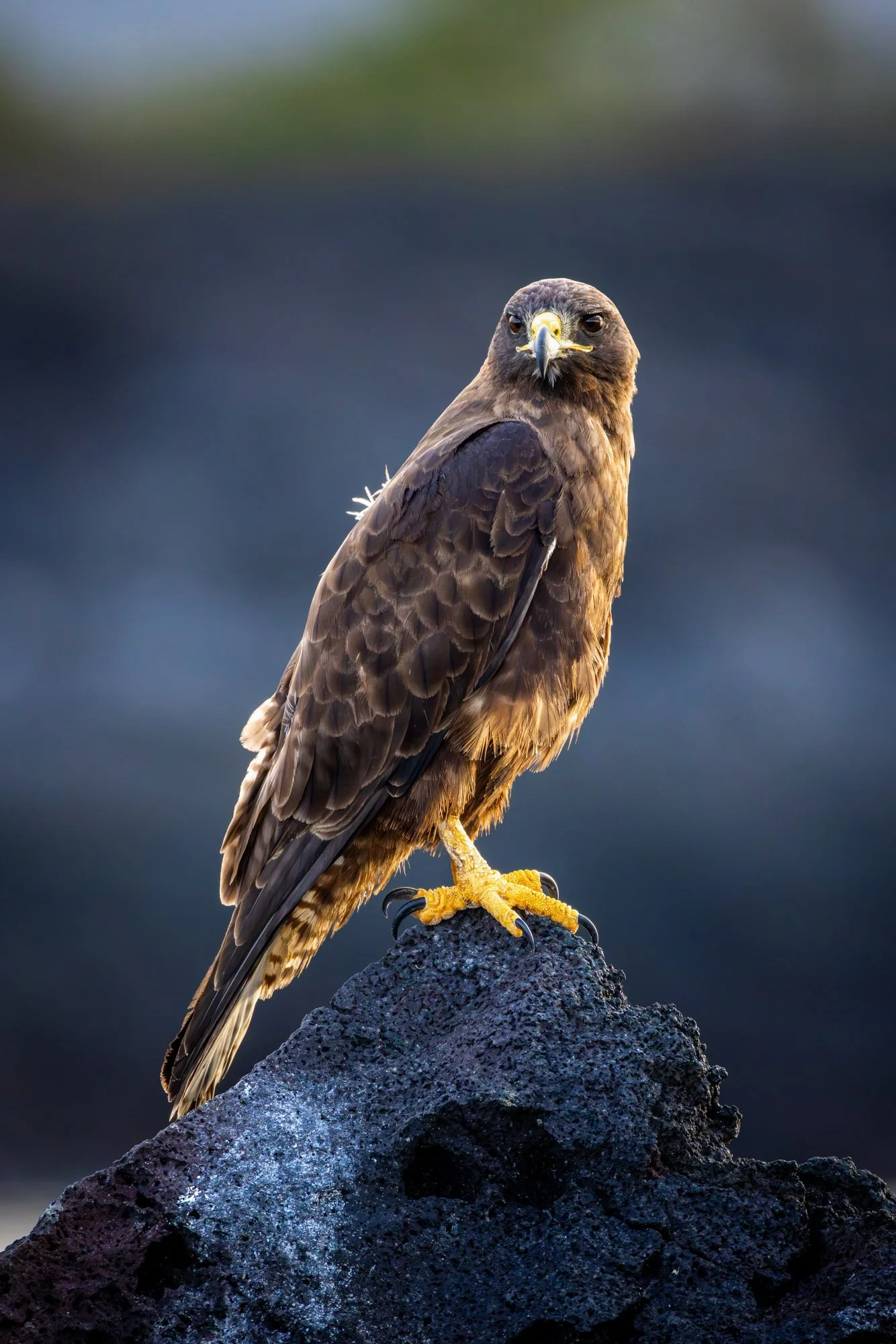 A close-up photograph of a golden eagle perched on a black rocky outcrop with a blurred natural background.