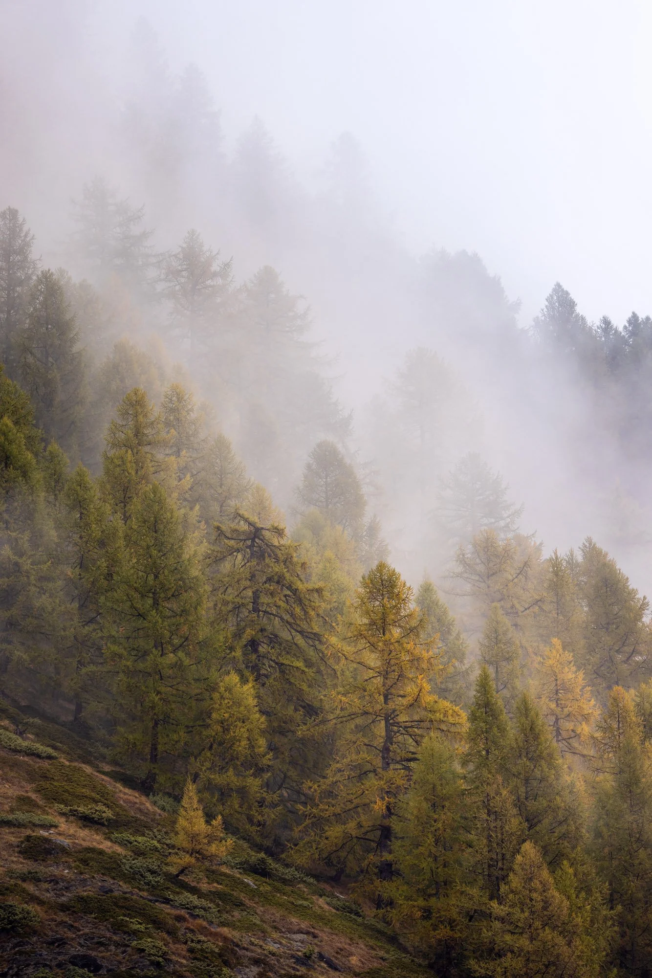 2025-10-15 [Swiss Alps in Autum - Keenan Hursh] LoRes-15.jpg