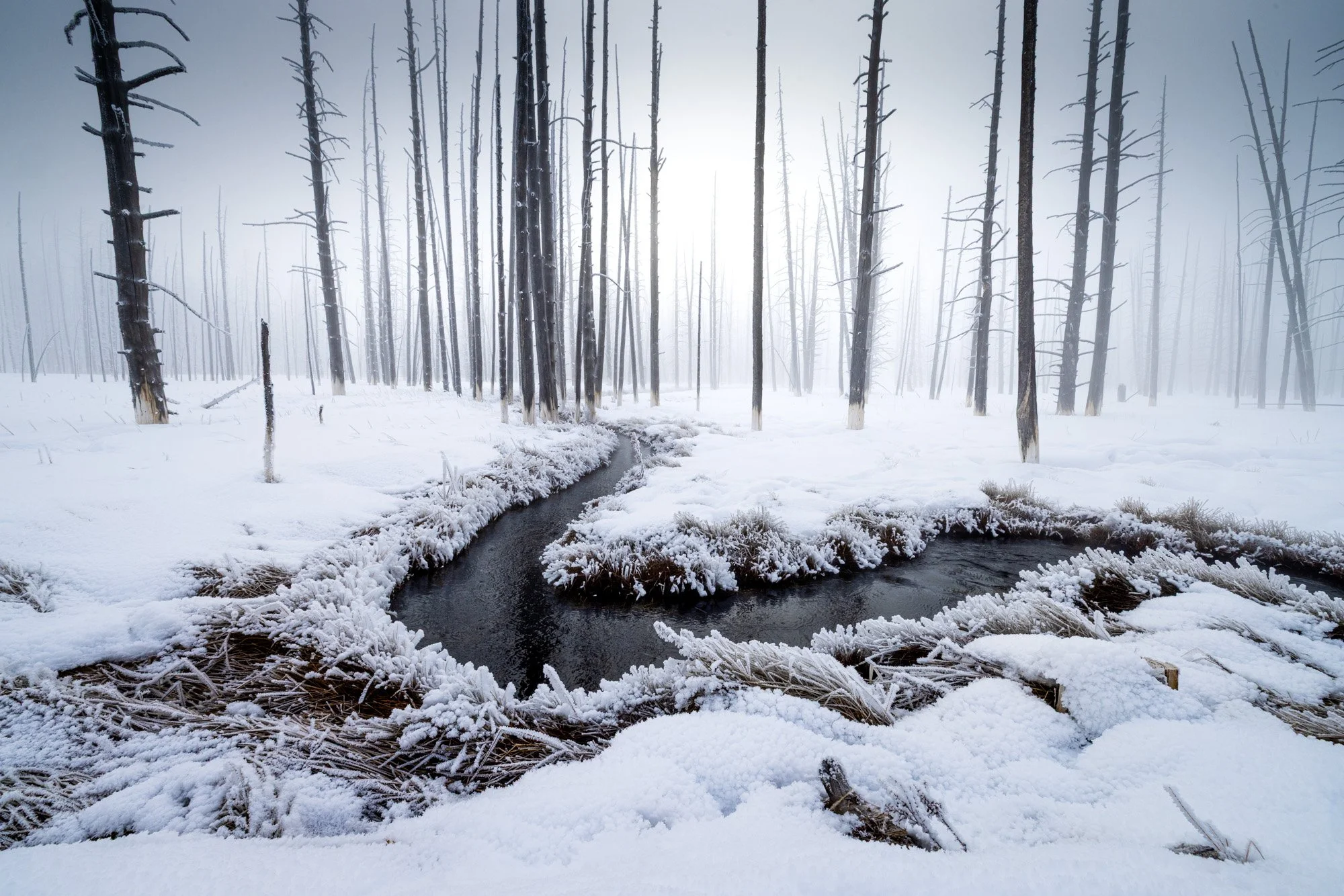 2026-02-11 [Yellowstone in Winter - Keenan Hursh] - BOTH TRIPS - HiRes-36.jpg