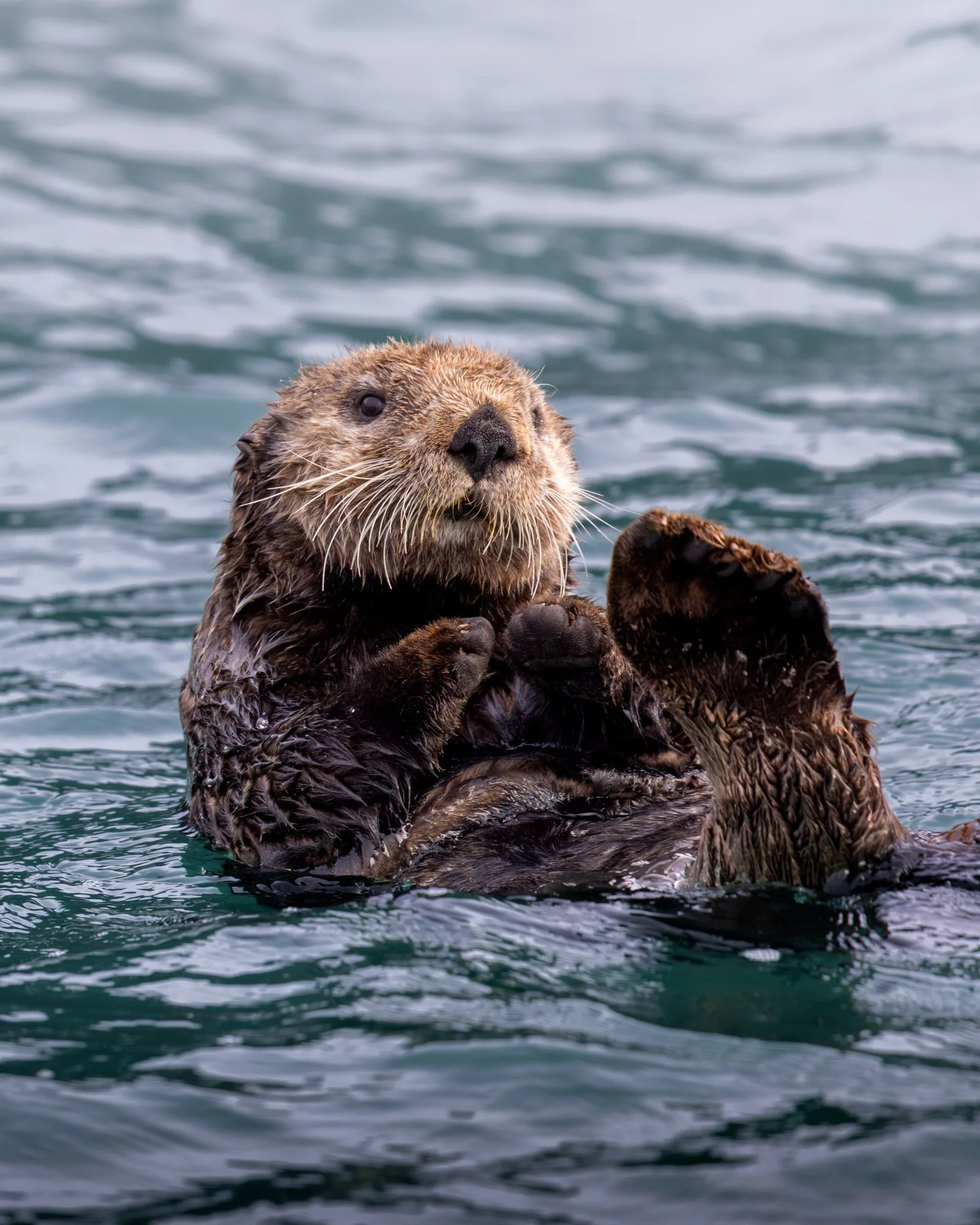 A close-up of a sea otter floating on its back in the water, looking directly at the camera.