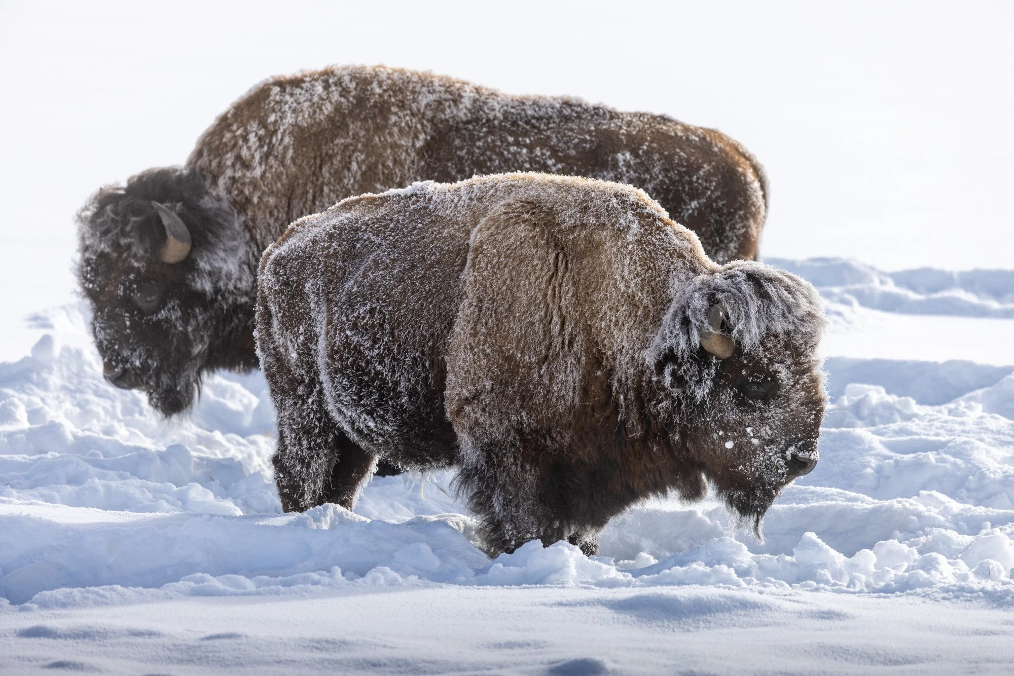 2026-02-11 [Yellowstone in Winter - Keenan Hursh] - BOTH TRIPS - LoRes-7.jpg