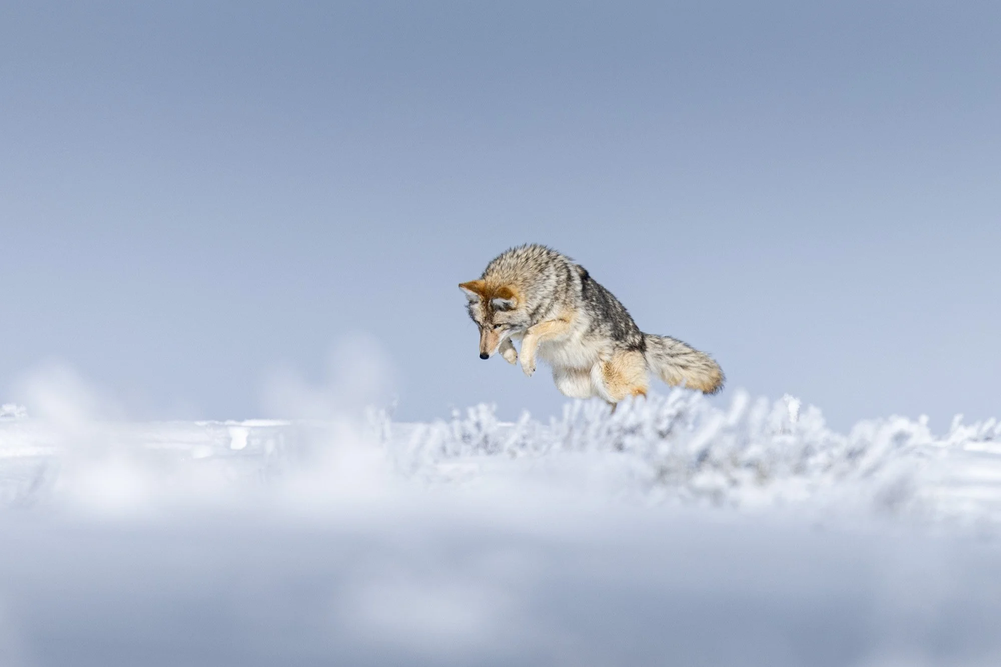 2026-02-11 [Yellowstone in Winter - Keenan Hursh] - BOTH TRIPS - LoRes-14.jpg