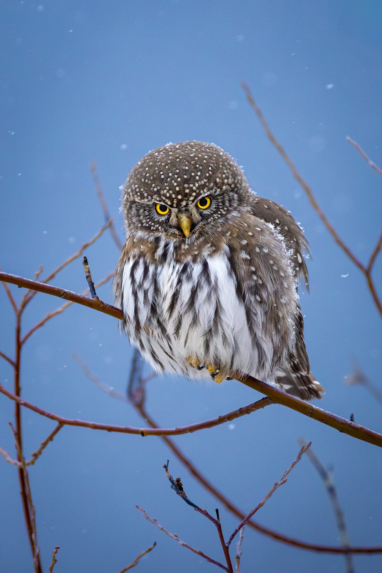 PYGMY OWL Web-Res-1.jpg