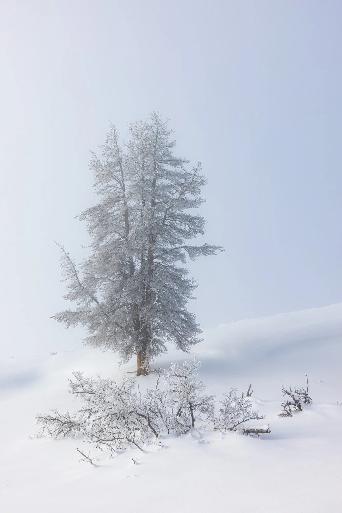 2026-02-11 [Yellowstone in Winter - Keenan Hursh] - BOTH TRIPS - LoRes-6.jpg