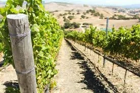 6 Bottle White Wine Club