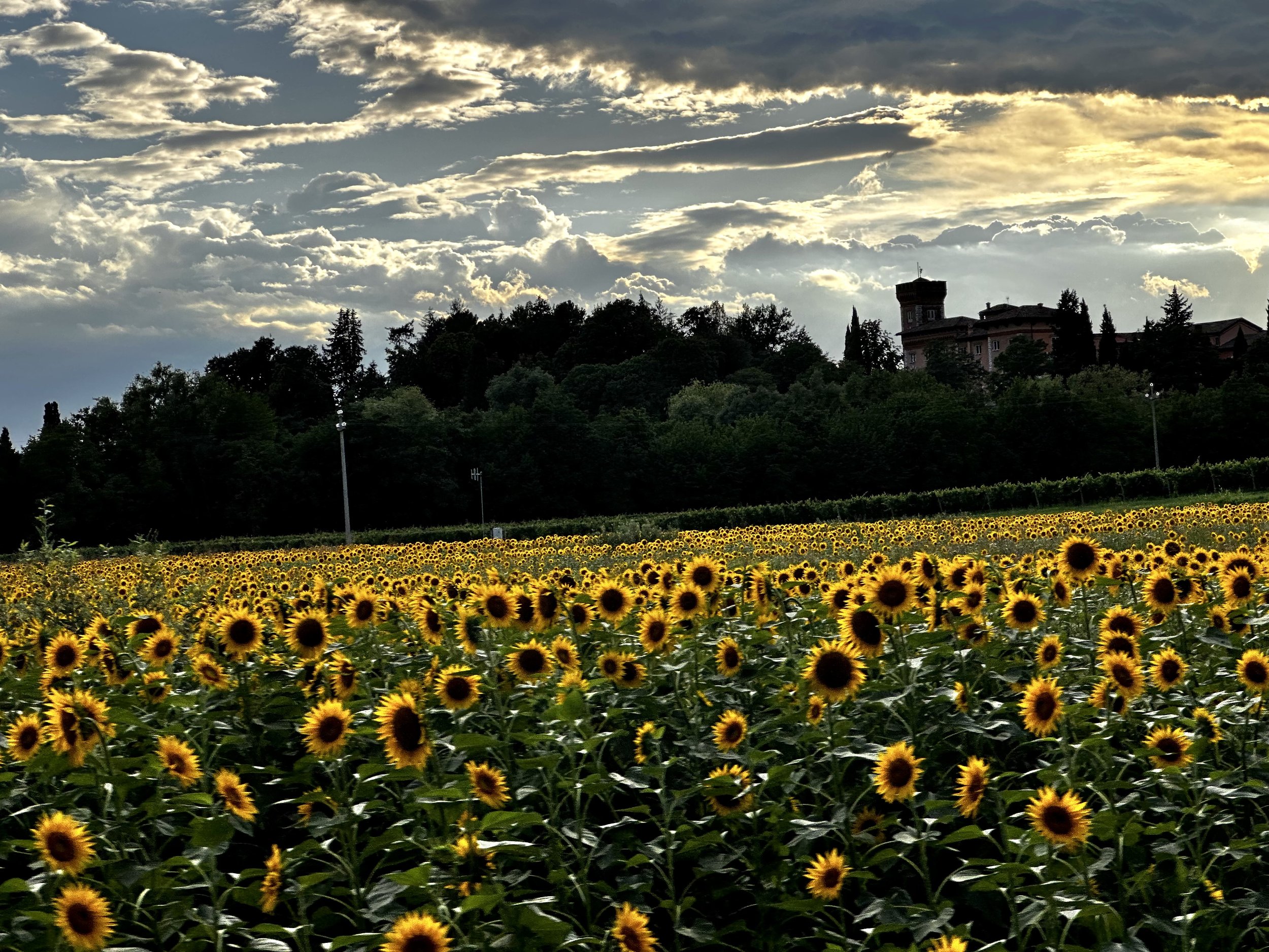 12 Bottle Mixed Wine Club