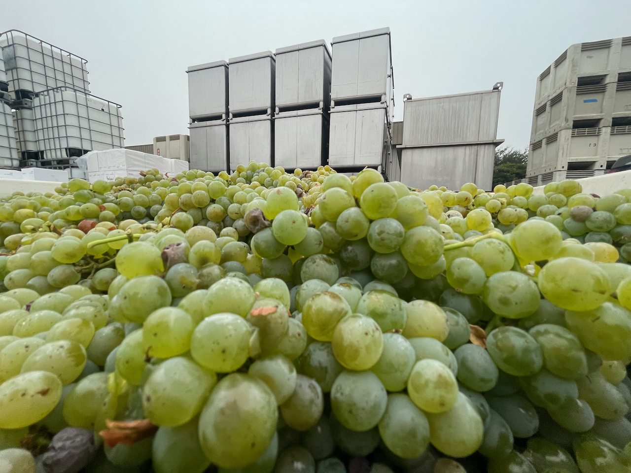 12 Bottle White Wine Club