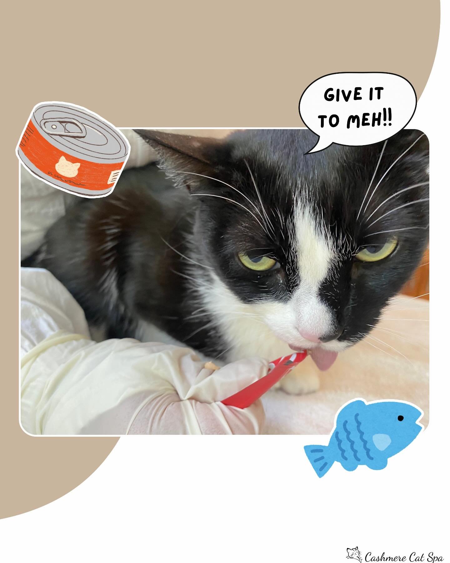 Felix, our spa&rsquo;s biggest treataholic 🐟❤️

#cats #catsofinstagram #catgrooming #catsofig #pets #petgrooming #goodkitty.
#fluffy #fluffycat #lovecats #catlover #delectables #treats