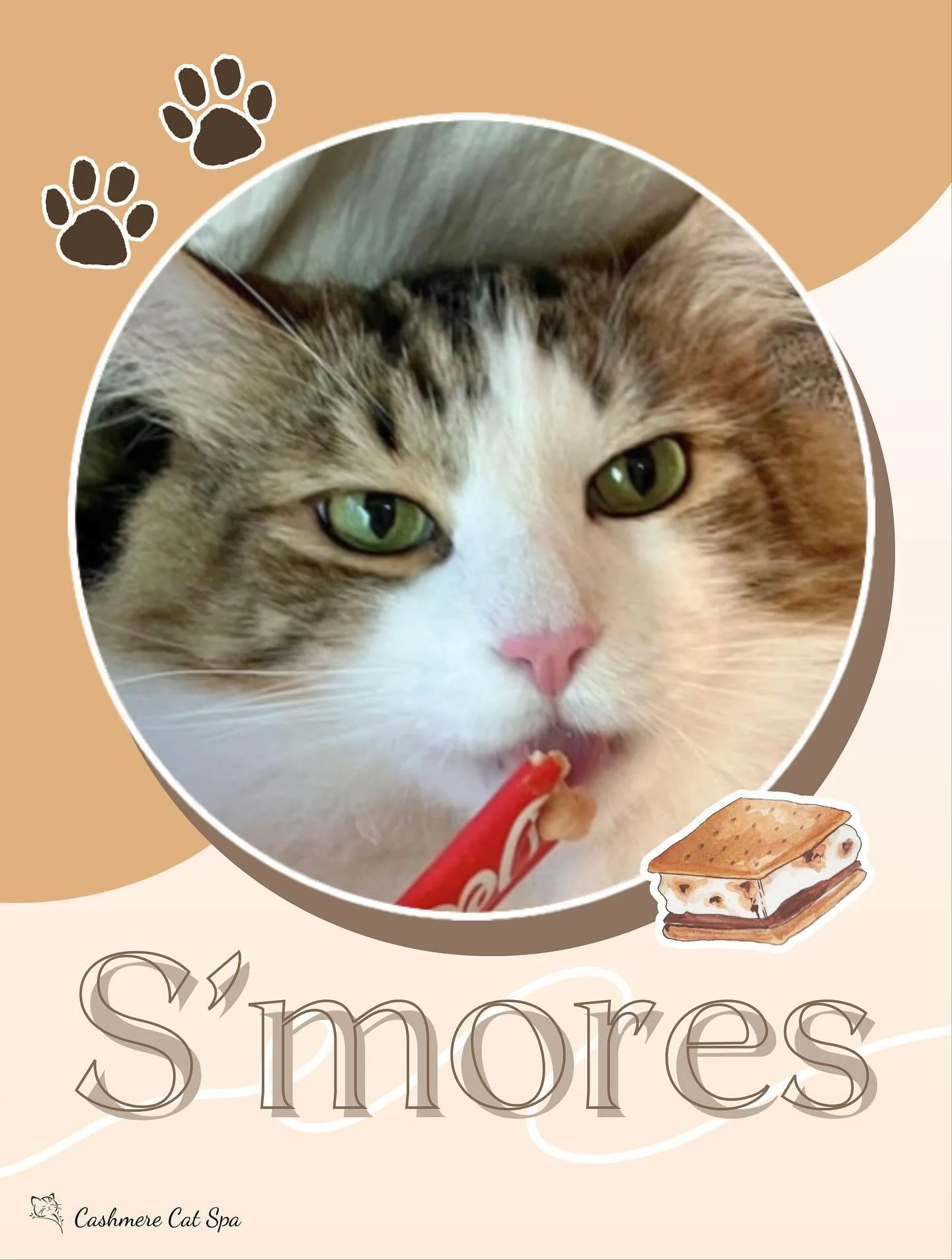 After a relaxing day of pets and pampering, S&rsquo;mores left our spa feeling like a snack! 💅❤️

#cats #catsofinstagram #catgrooming #catsofig #pets #petgrooming #goodkitty #fluffy #fluffycat #lovecats #catlover #catmodel #prettykitty #smores #dele