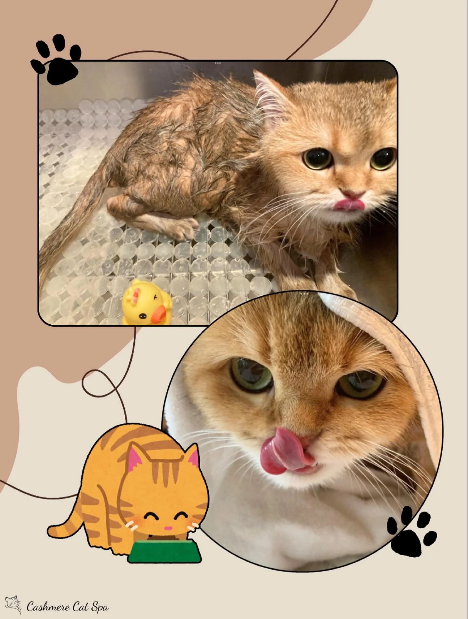 Yolk couldn&rsquo;t stop thinking about treats throughout her entire spa day 🐟😋

#cats #catsofinstagram #catgrooming #catsofig #pets #petgrooming #goodkitty #fluffy #fluffycat #lovecats #catlover #delectables #treats