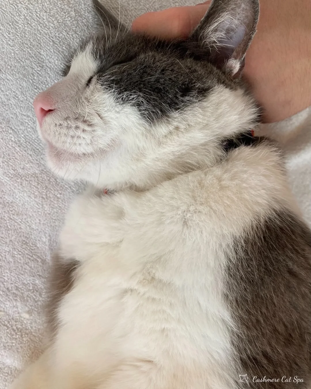 Jacques really, really loves his pets!

#cats #catsofinstagram #catgrooming #catsofig #pets petgrooming goodkitty fluffy fluffycat lovecats catlover