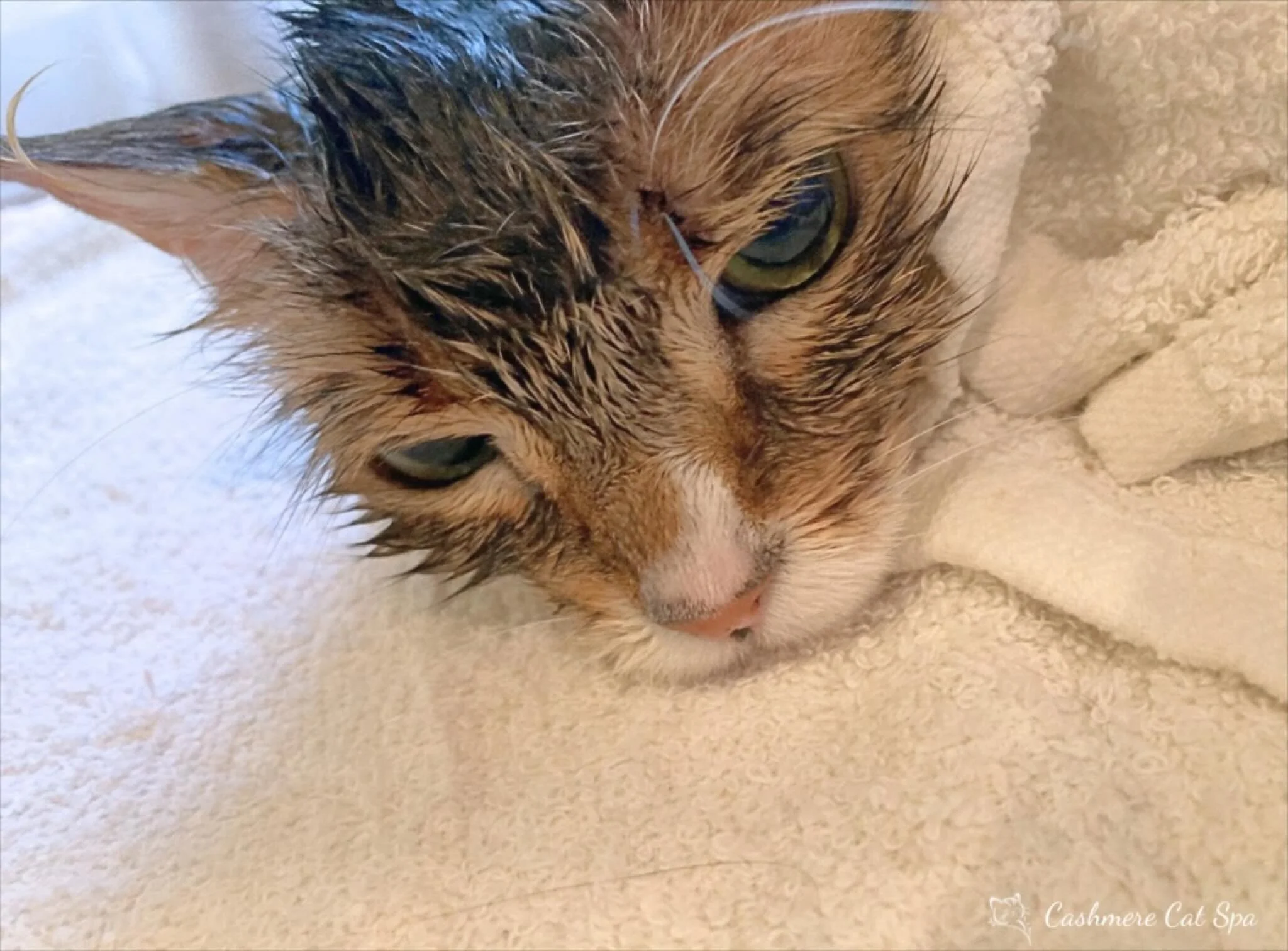 Jelly Beans resting peacefully during Towel Time ❤️

#cats #catsofinstagram #catgrooming #catsofig #pets petgrooming goodkitty fluffy fluffycat lovecats catlover