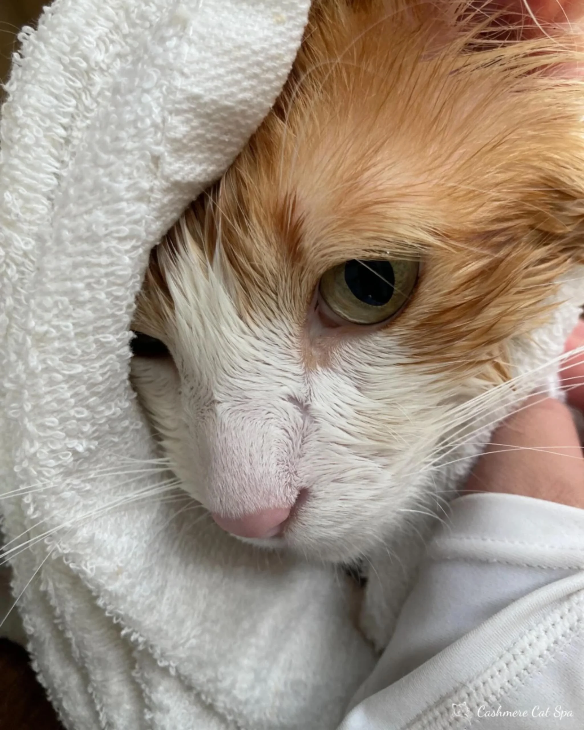 Frank enjoying his Towel Time! 

#cats #catsofinstagram #catgrooming #catsofig #pets petgrooming goodkitty fluffy fluffycat lovecats catlover