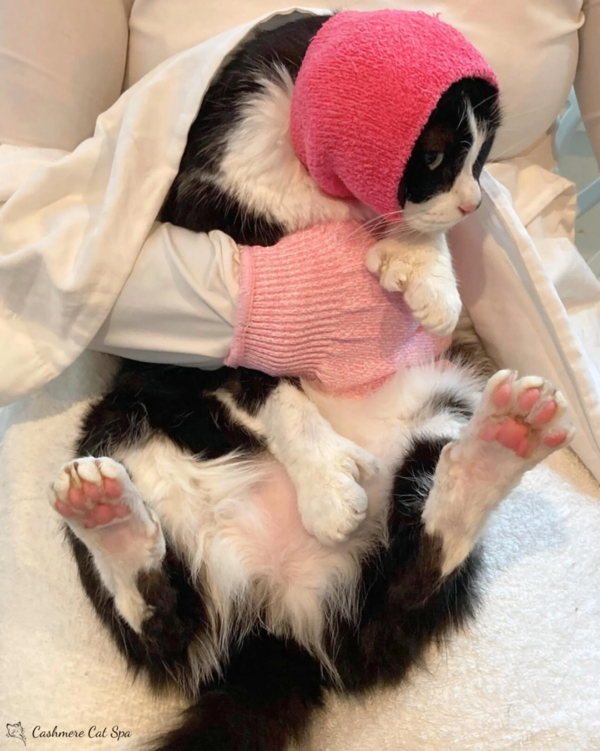 Felix, our many-toed sweetheart 🐾💕

#cats #catsofinstagram #catgrooming #catsofig #pets petgrooming goodkitty fluffy fluffycat lovecats catlover