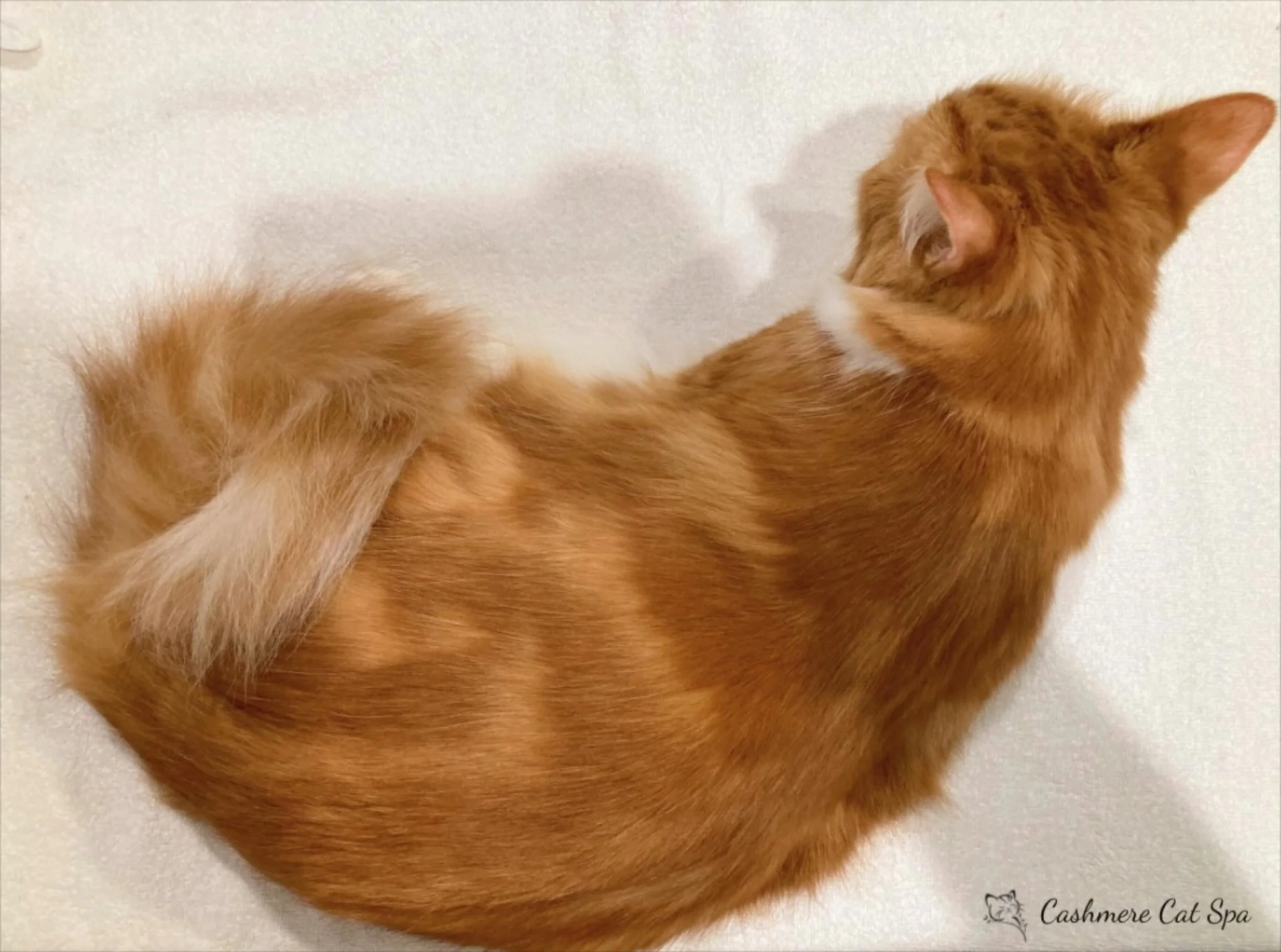 Nice and fluffy after a spa day 🧖

#cats #catsofinstagram #catgrooming #catsofig #pets