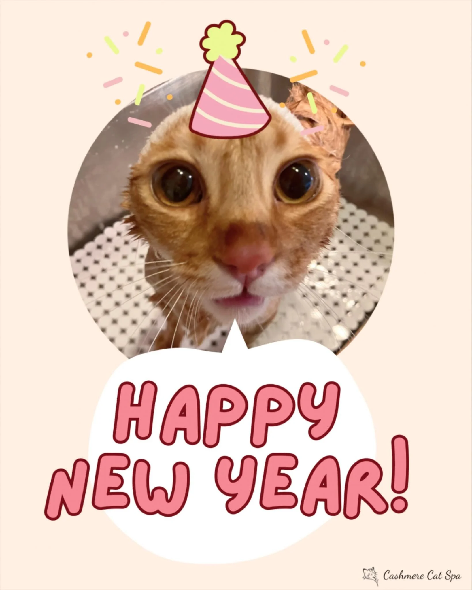 Happy New Year from Pumpkin and all of us at Cashmere Cat Spa!

In 2025, we were able to help so many cats feel and look their best. It was truly a pleasure to meet so many wonderful kitties, and we look forward to meet many more in 2026!

We can&rsq