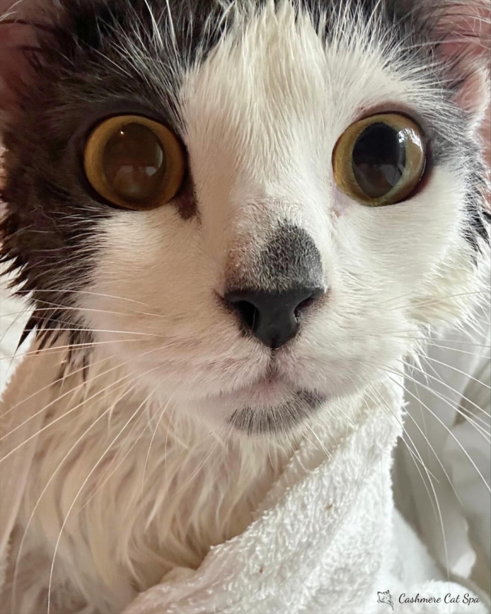 Cowley: &ldquo;Are you taking a picture of me???&rdquo;

#cats #catsofinstagram #catgrooming #catsofig #pets