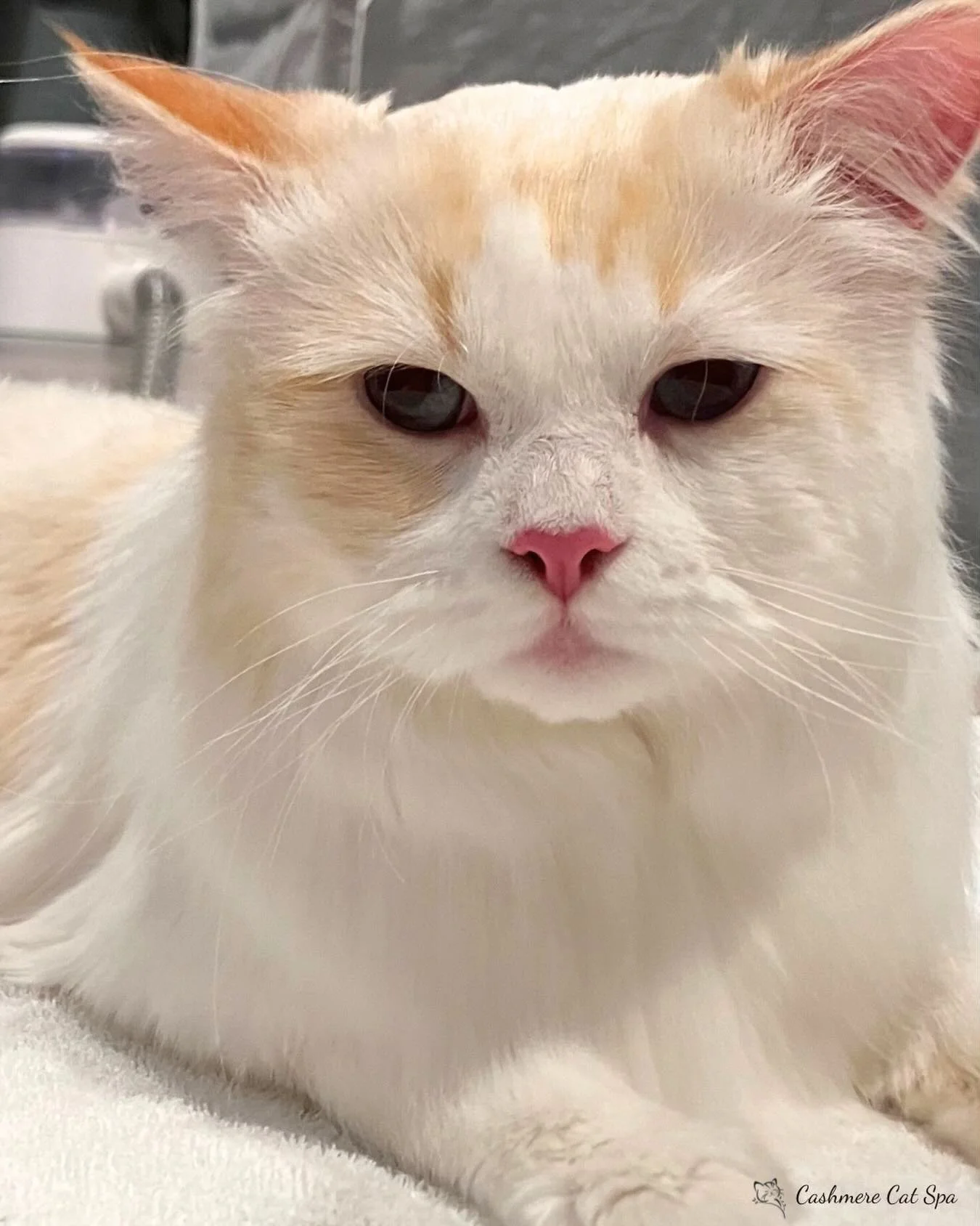 Yuki came into the spa to get rid of his mats, and he left feeling fabulous! ✨

#cats #catsofinstagram #catgrooming #catsofig #pets