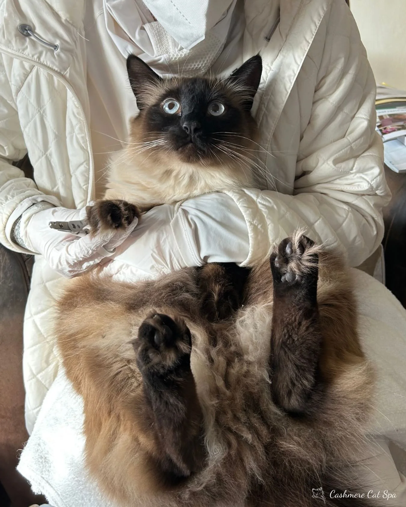 Once a month, we visit the Ca&ntilde;ada Cove retirement community to clip nails and clear ears and teeth for the resident kitties! This is Skippy, one of our lovely kitty clients (and a very curious boy) 💕

#cats #catgrooming #catsofig #catsofig