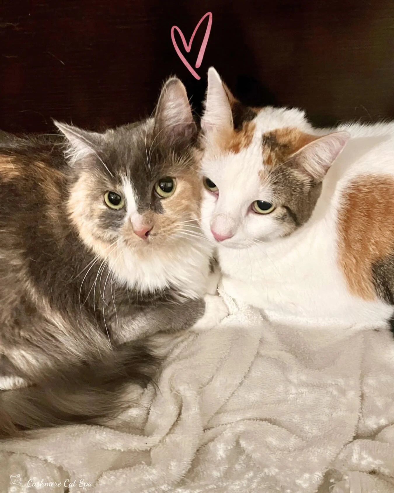 Cookie and Leche came into the spa together on Valentine&rsquo;s Day and enjoyed their pampering!

#valentinesday #catgrooming #catsofig #pets #catlover