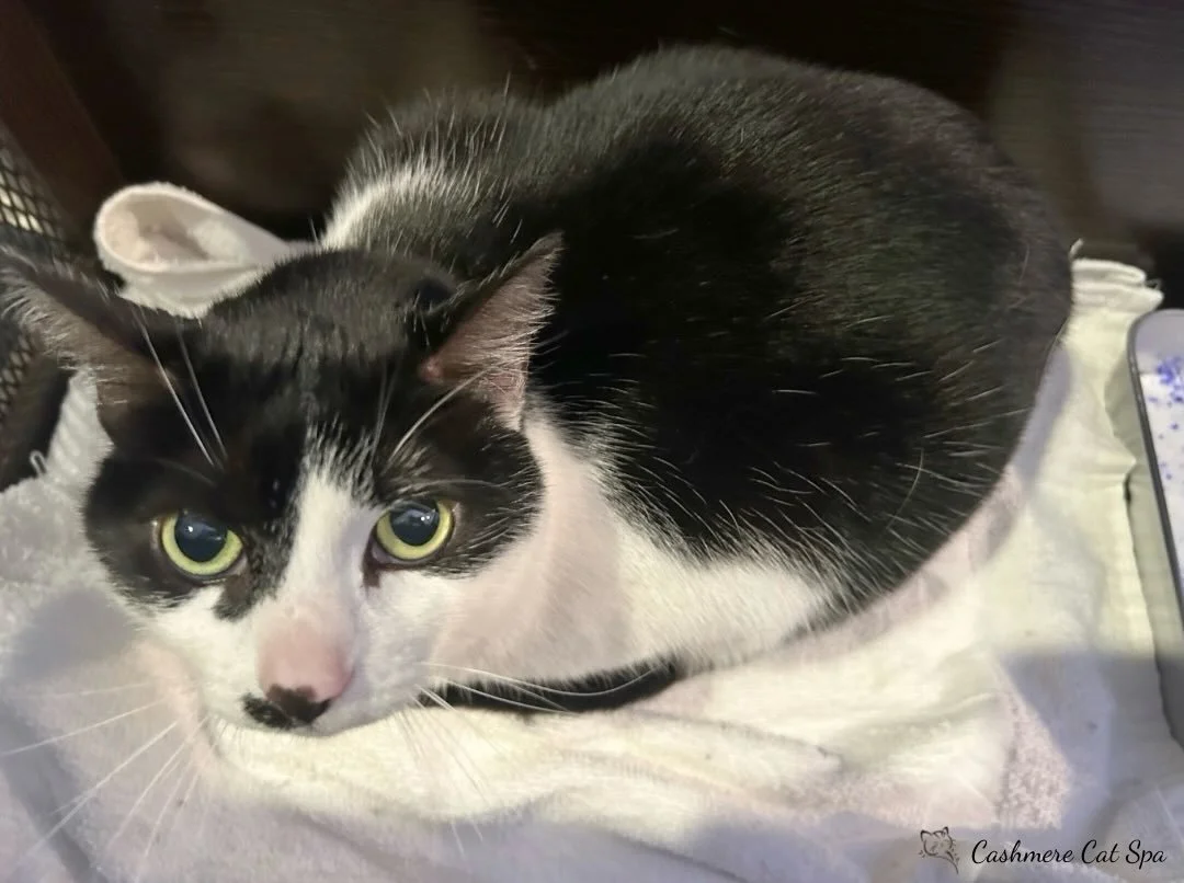 Artemis having a relaxing break in her Calming Cubby!
 
#cats #catsofinstagram #catgrooming #catsofig #pets