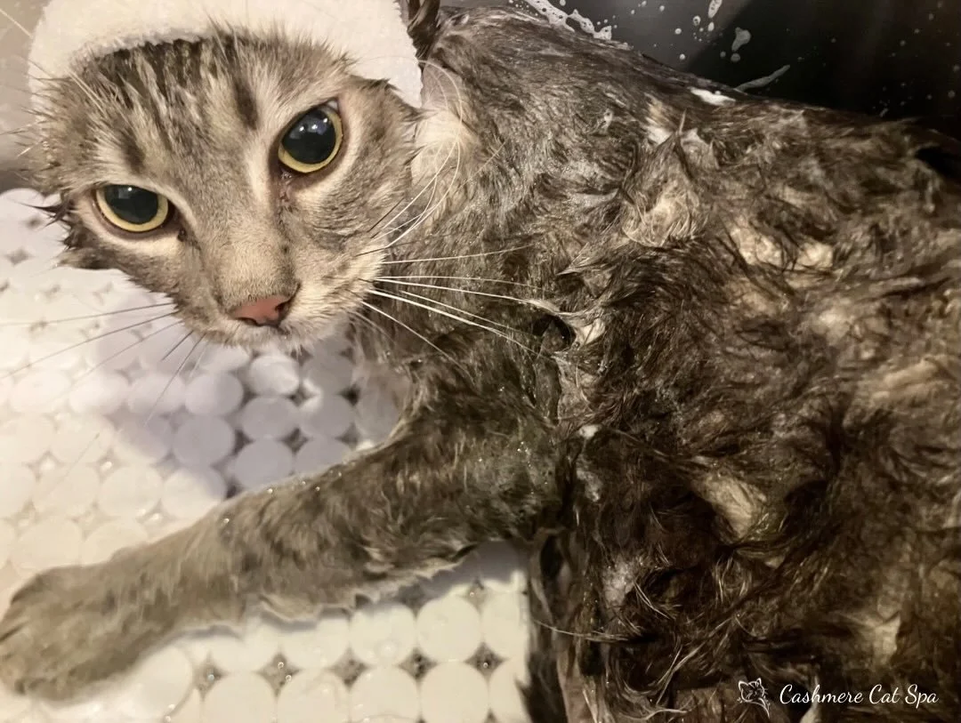 Kadhu wins the award for Best Behaved during bath time 🫧

#cats #catgrooming #catsofig #pets #catlover