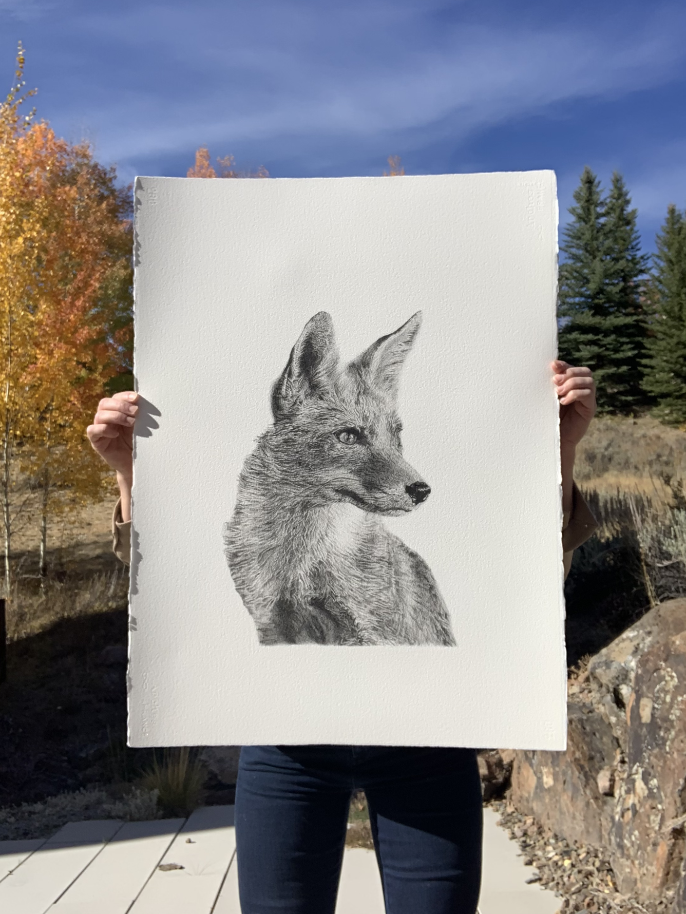 Fox: Original Drawing